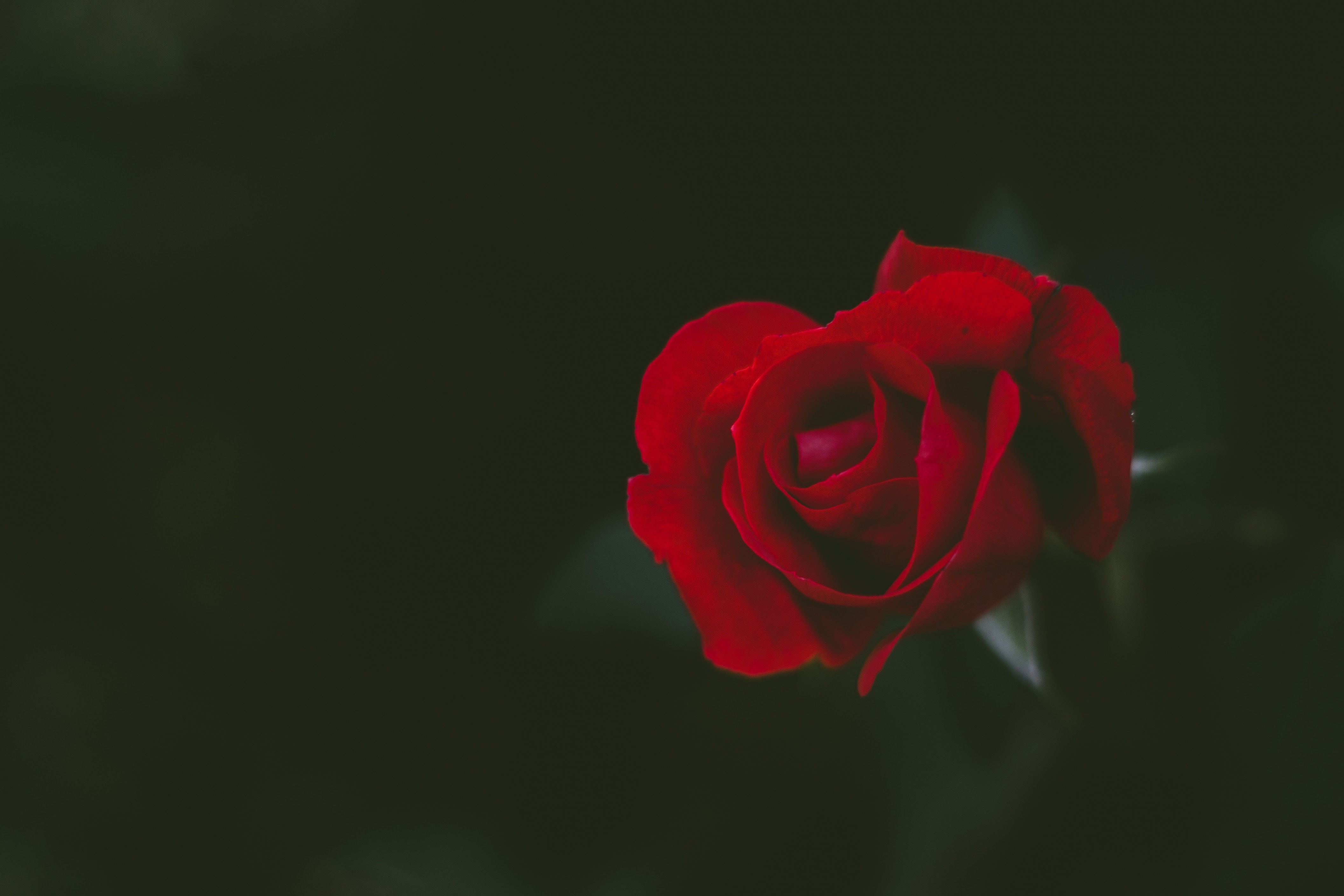 nature, flowers, rose, HD Wallpaper