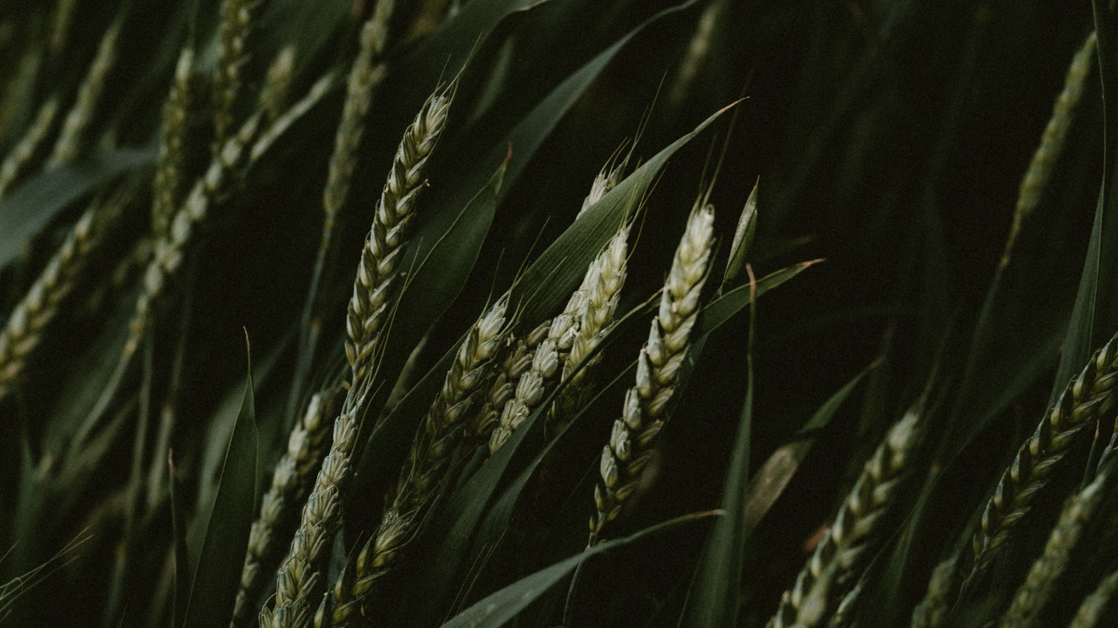 wheat, spikelets, cereals, green, dark, plants, 4k, HD Wallpaper
