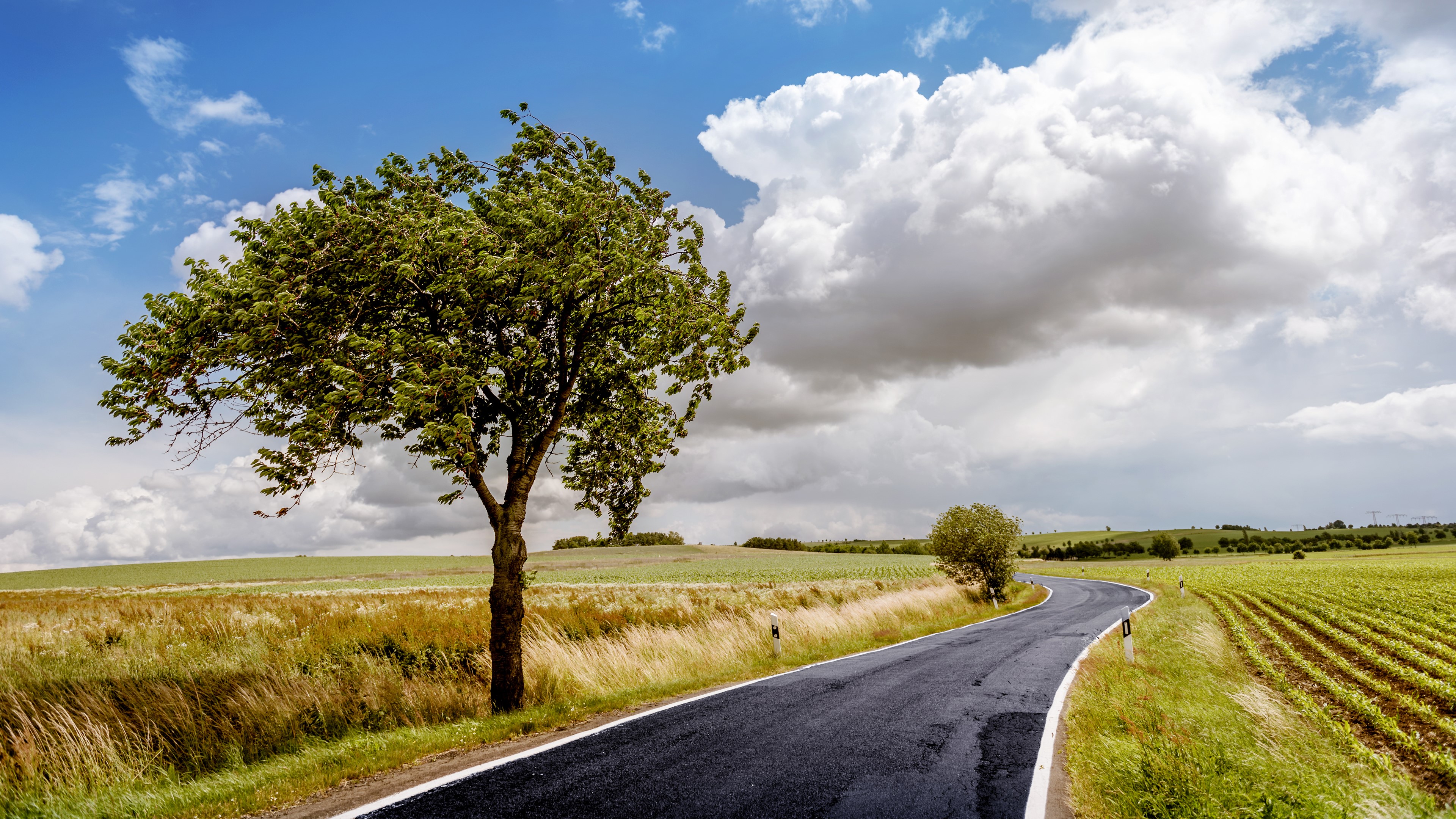 trees, road, landscape, clouds, field, nature, windy, asphalt, HD Wallpaper