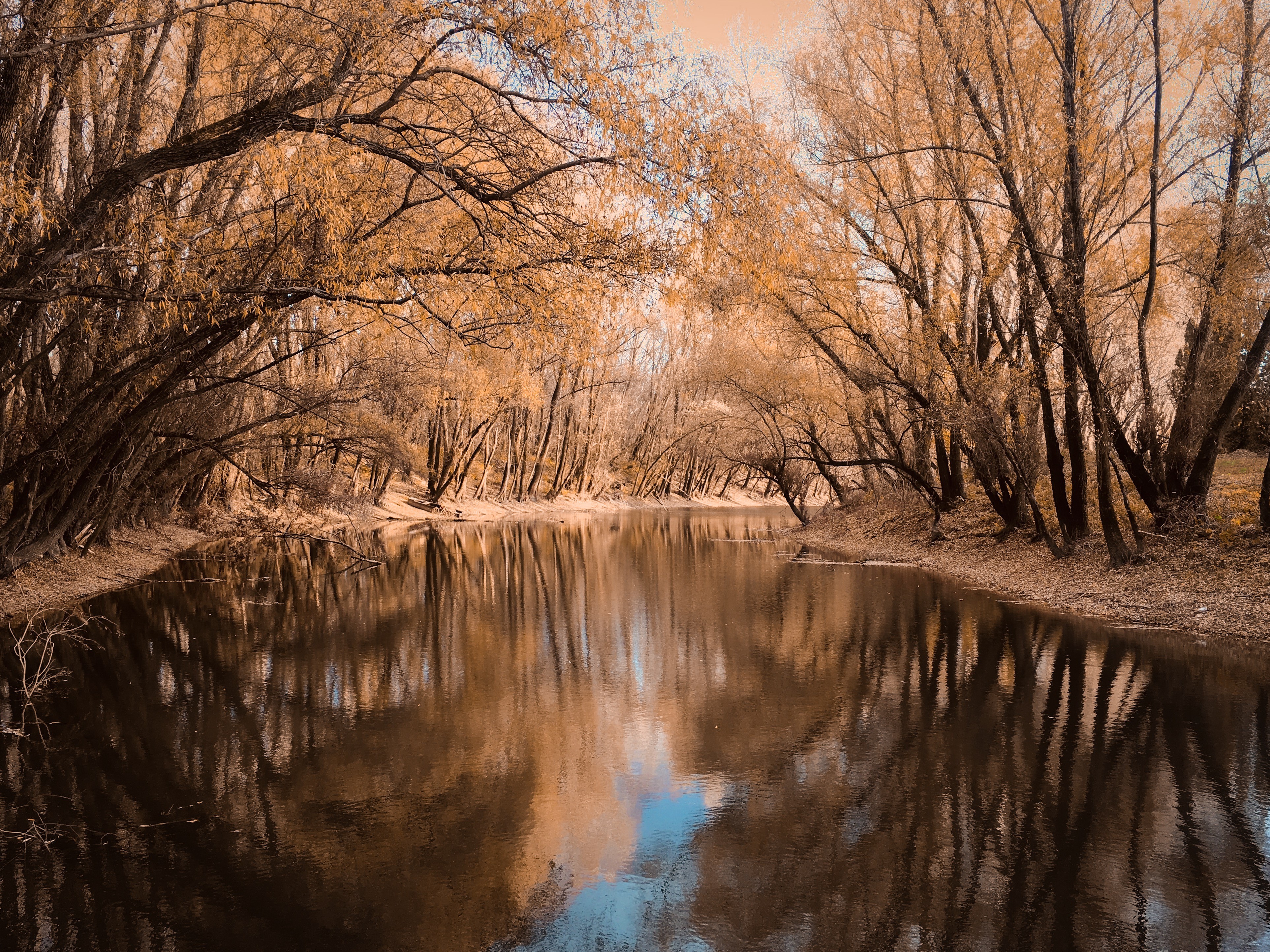 forest, landscape, fall, river, nature, HD Wallpaper