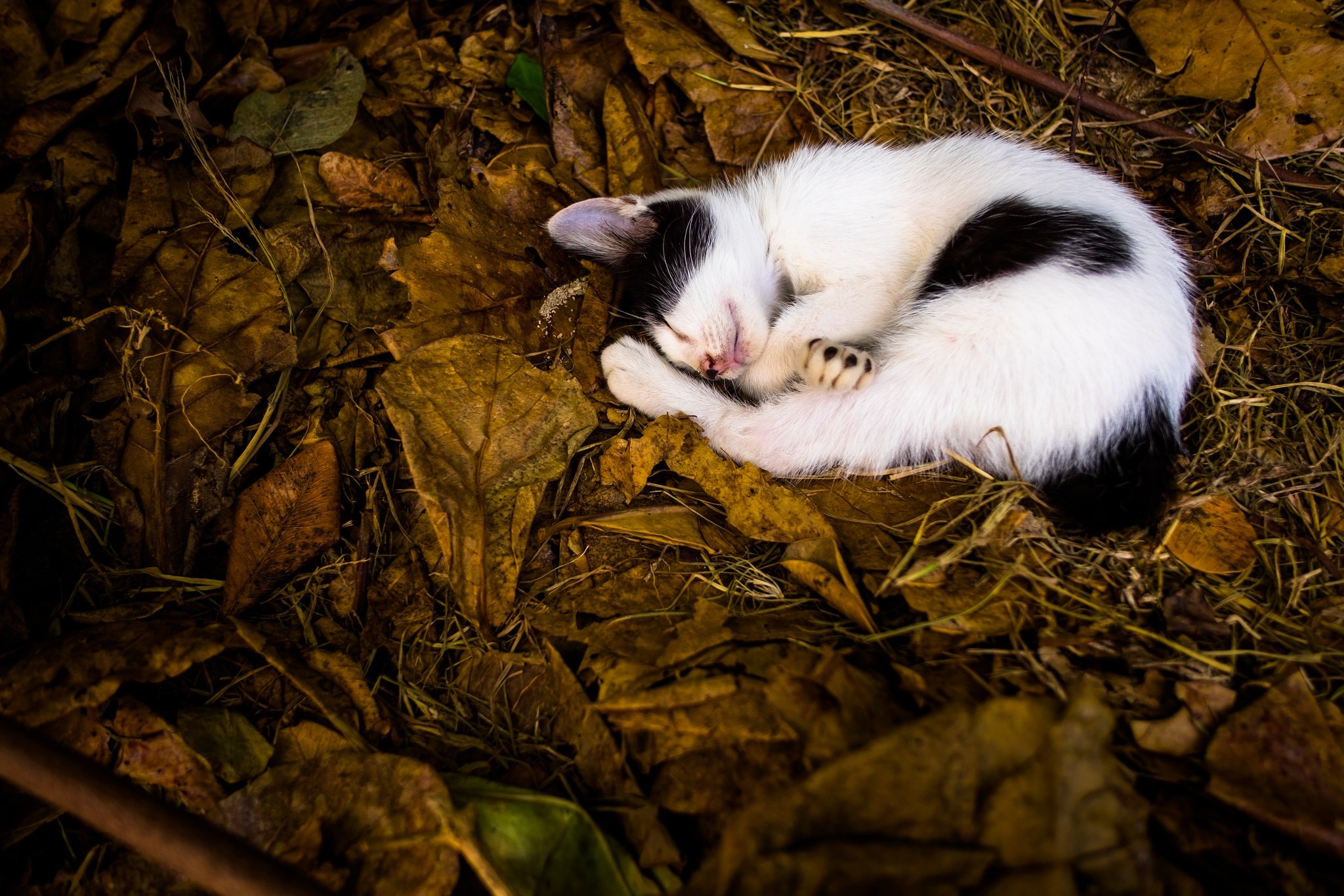 sleeping, leaves, cats, animals, HD Wallpaper