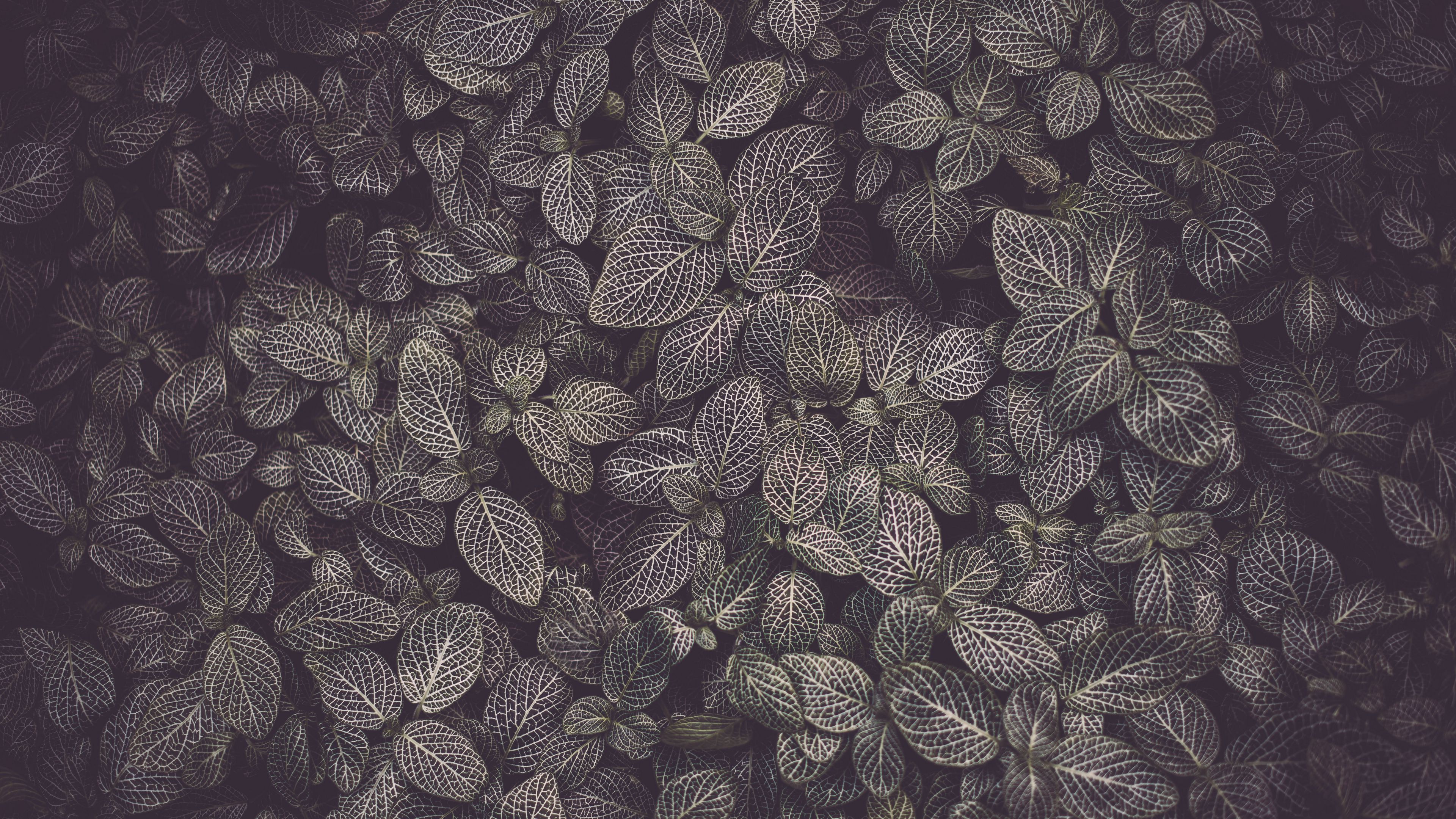 leaves, veins, plant, texture, 4k, HD Wallpaper