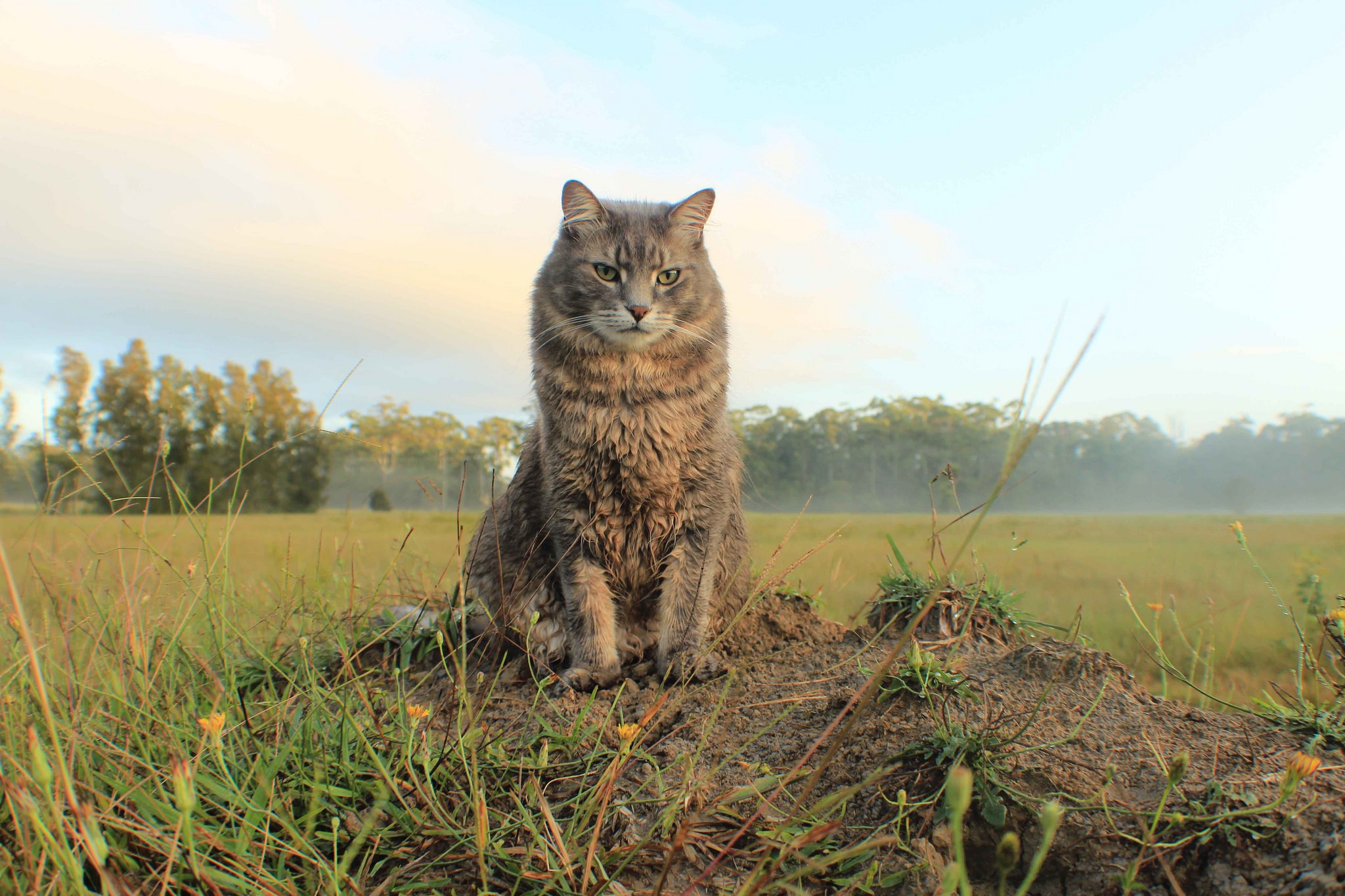 cats, animals, landscape, HD Wallpaper