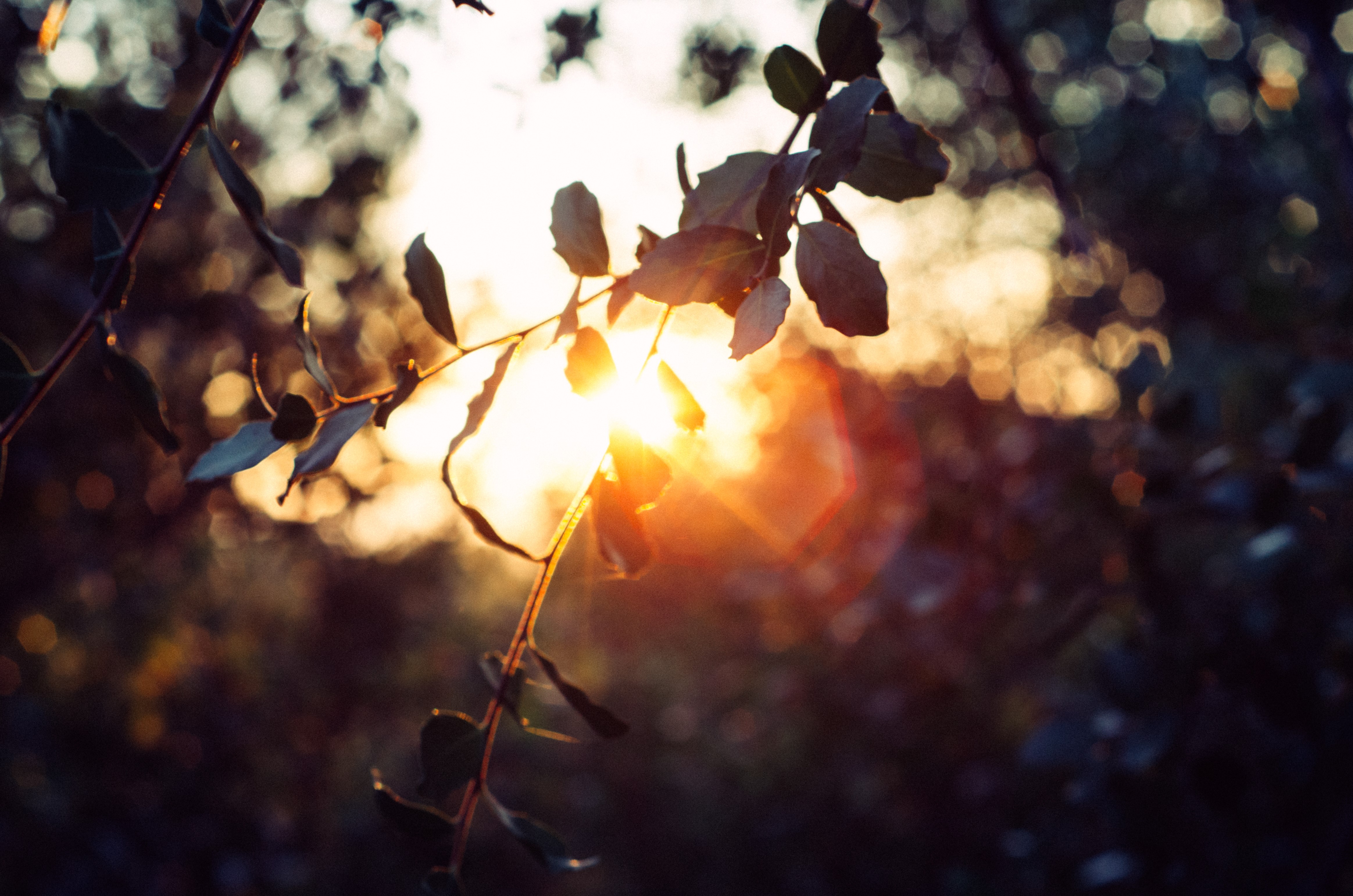 sunset, plants, twigs, blurred, sunlight, HD Wallpaper