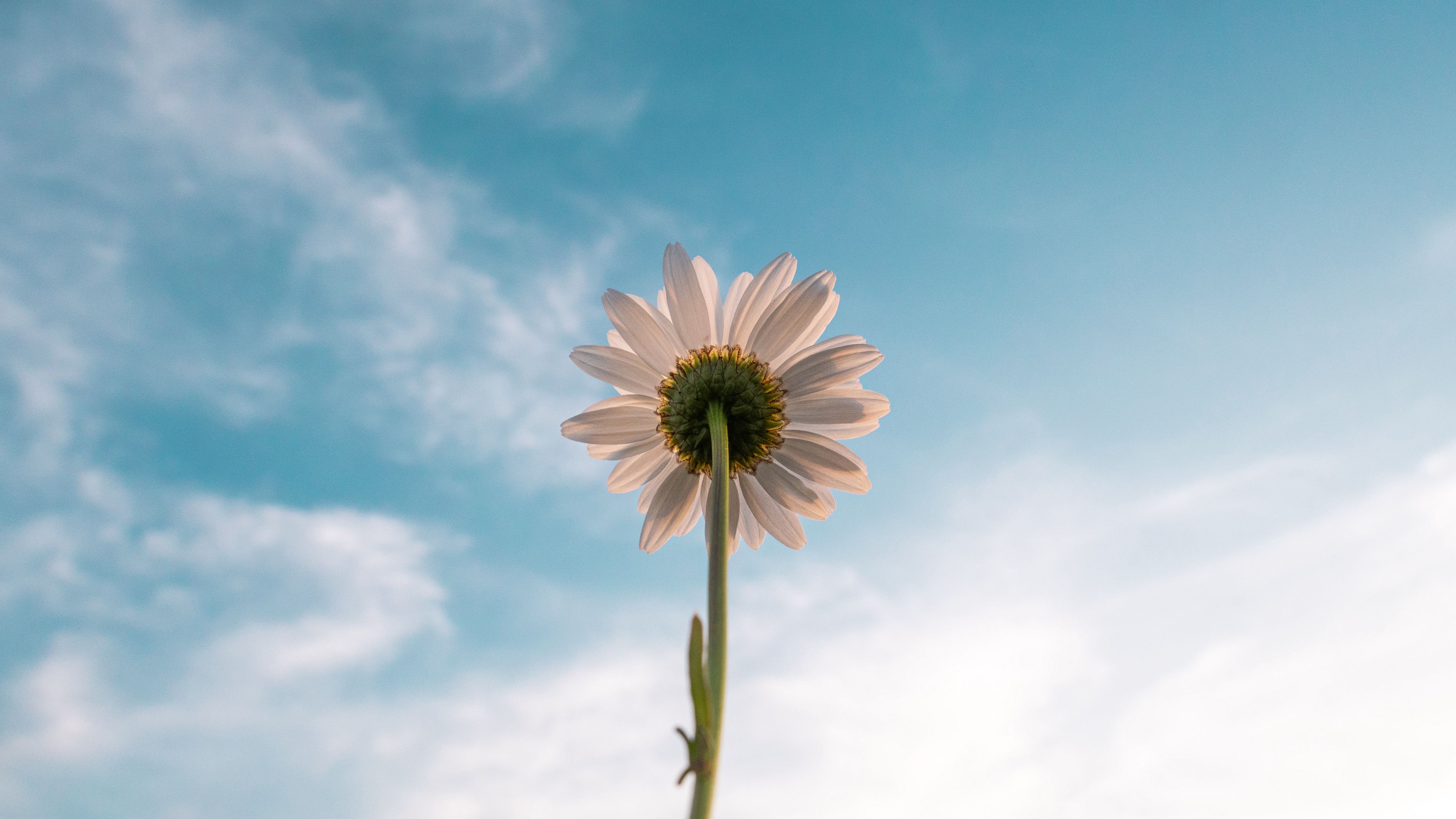 chamomile, flower, sky, bloom, bottom view, 4k, HD Wallpaper