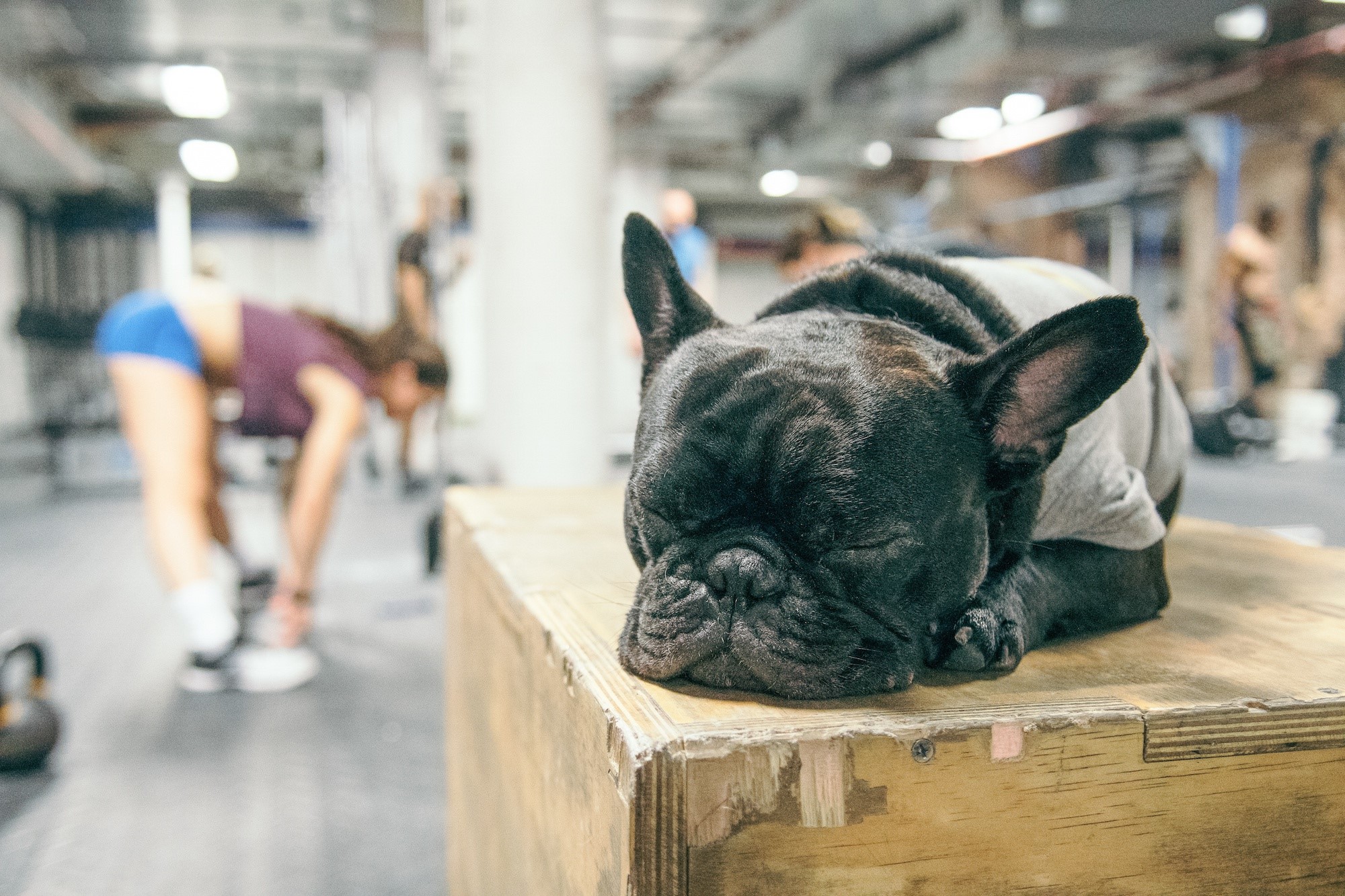 gyms, sleeping, dog, animals, French Bulldog, women, HD Wallpaper