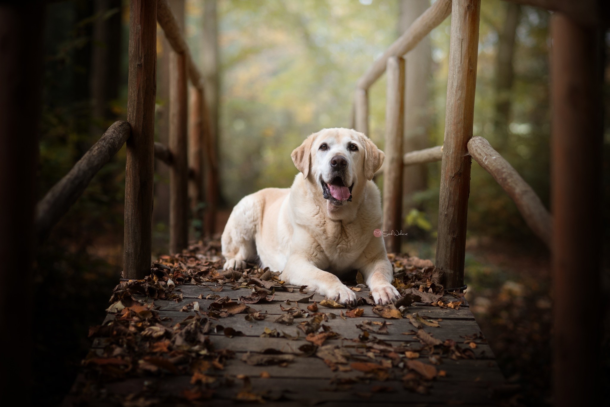 dog, animals, outdoors, fall, leaves, HD Wallpaper