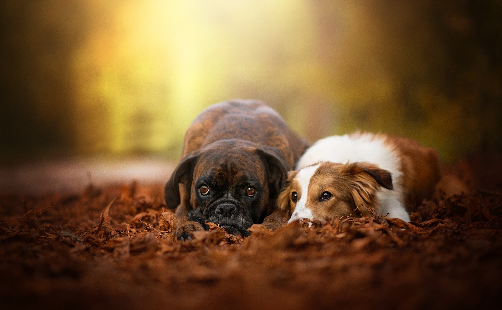 dog, animals, outdoors, blurred, fall, leaves, HD Wallpaper