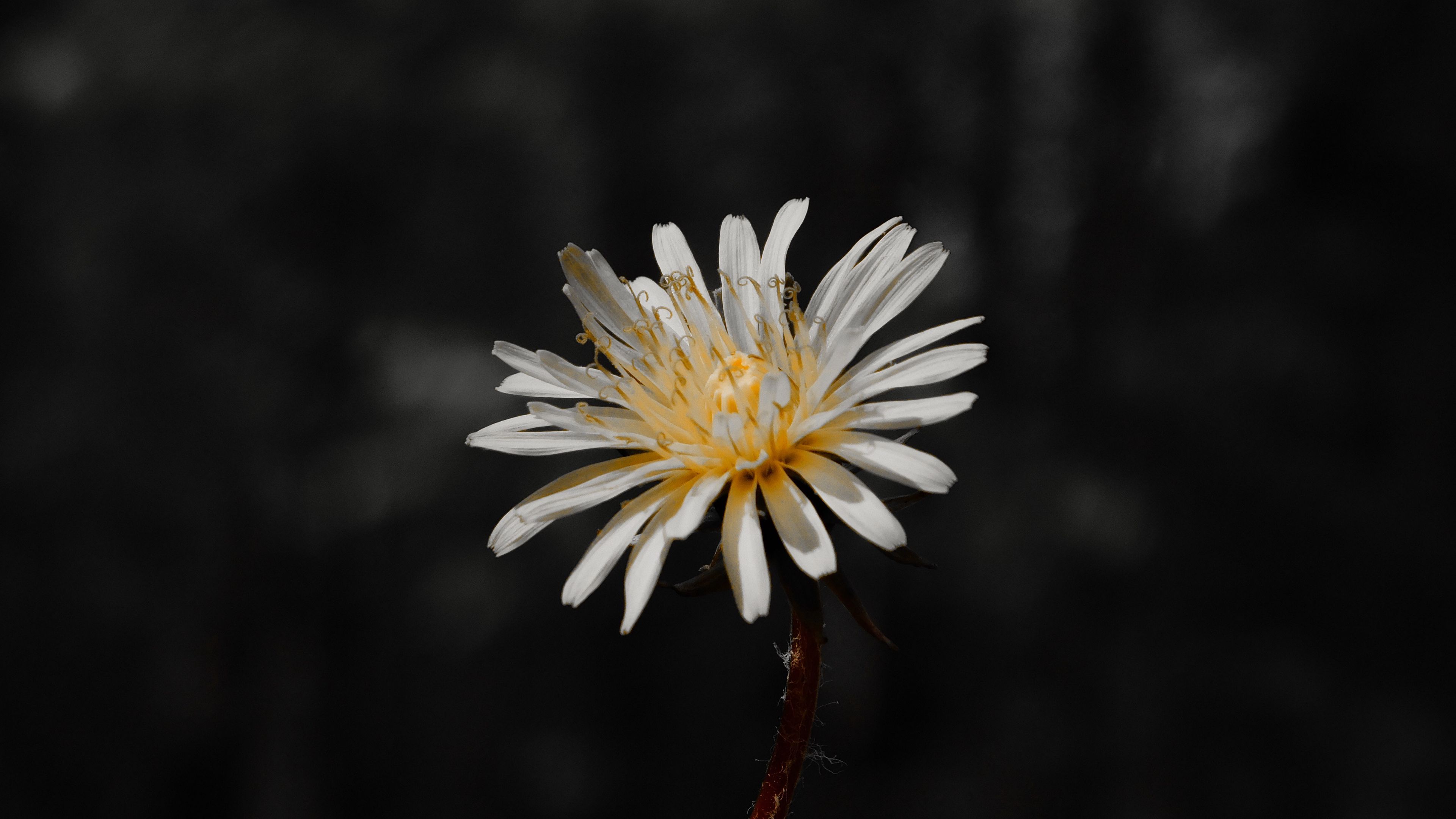 flower, white, bloom, closeup, plant, 4k, HD Wallpaper