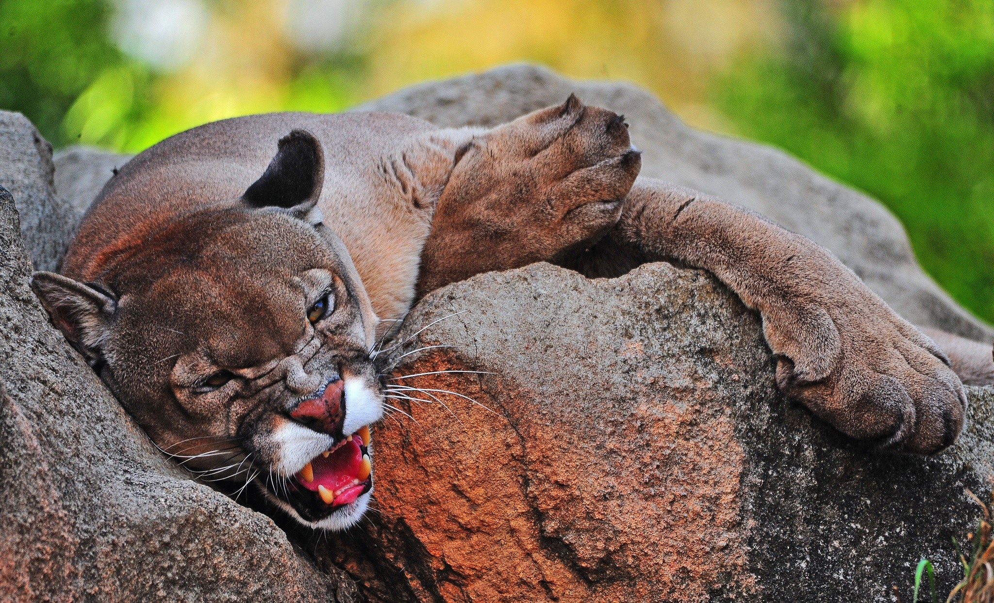 big cats, animals, cougars, wildlife, fangs, brown, rock, HD Wallpaper
