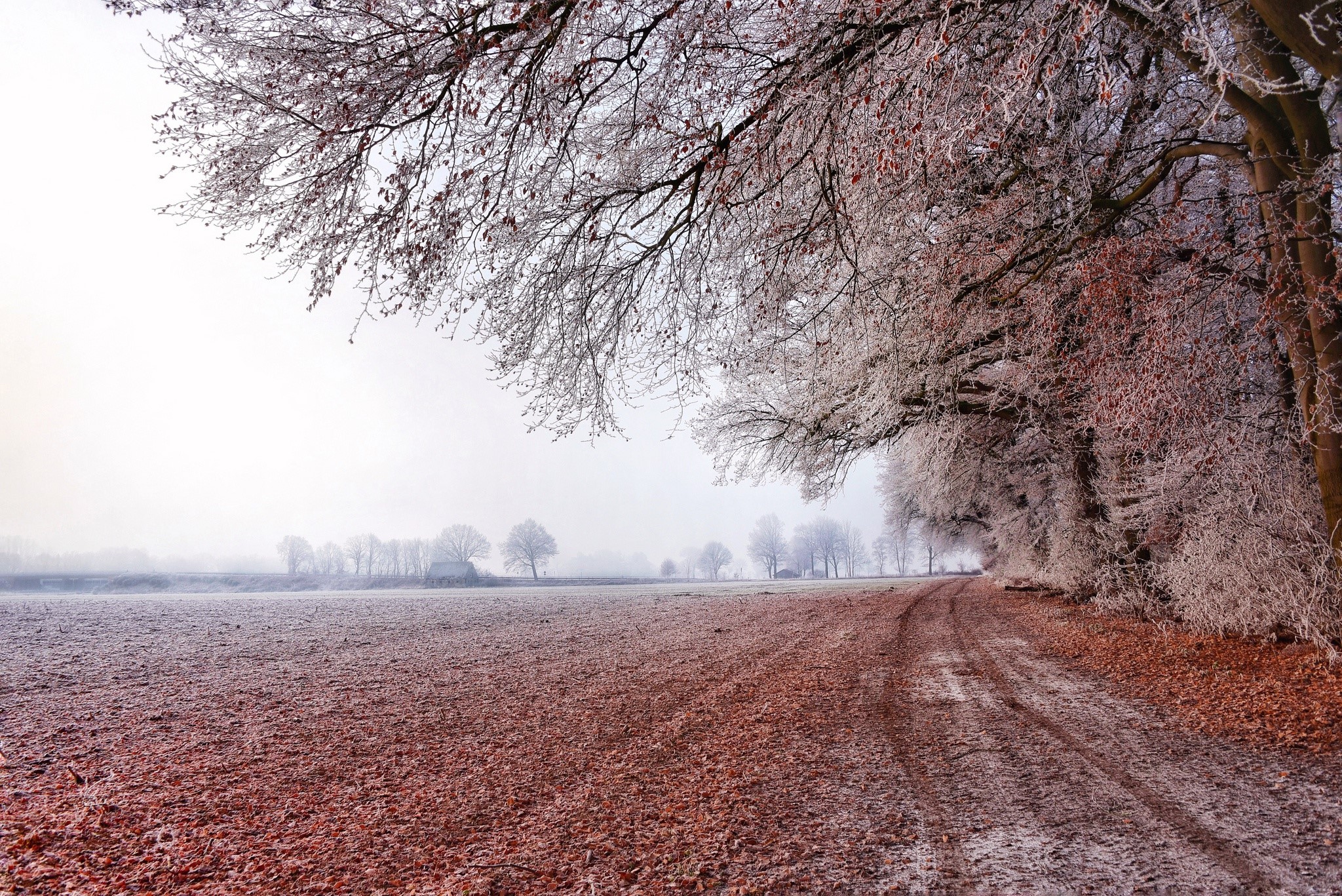 dirt road, field, landscape, trees, HD Wallpaper