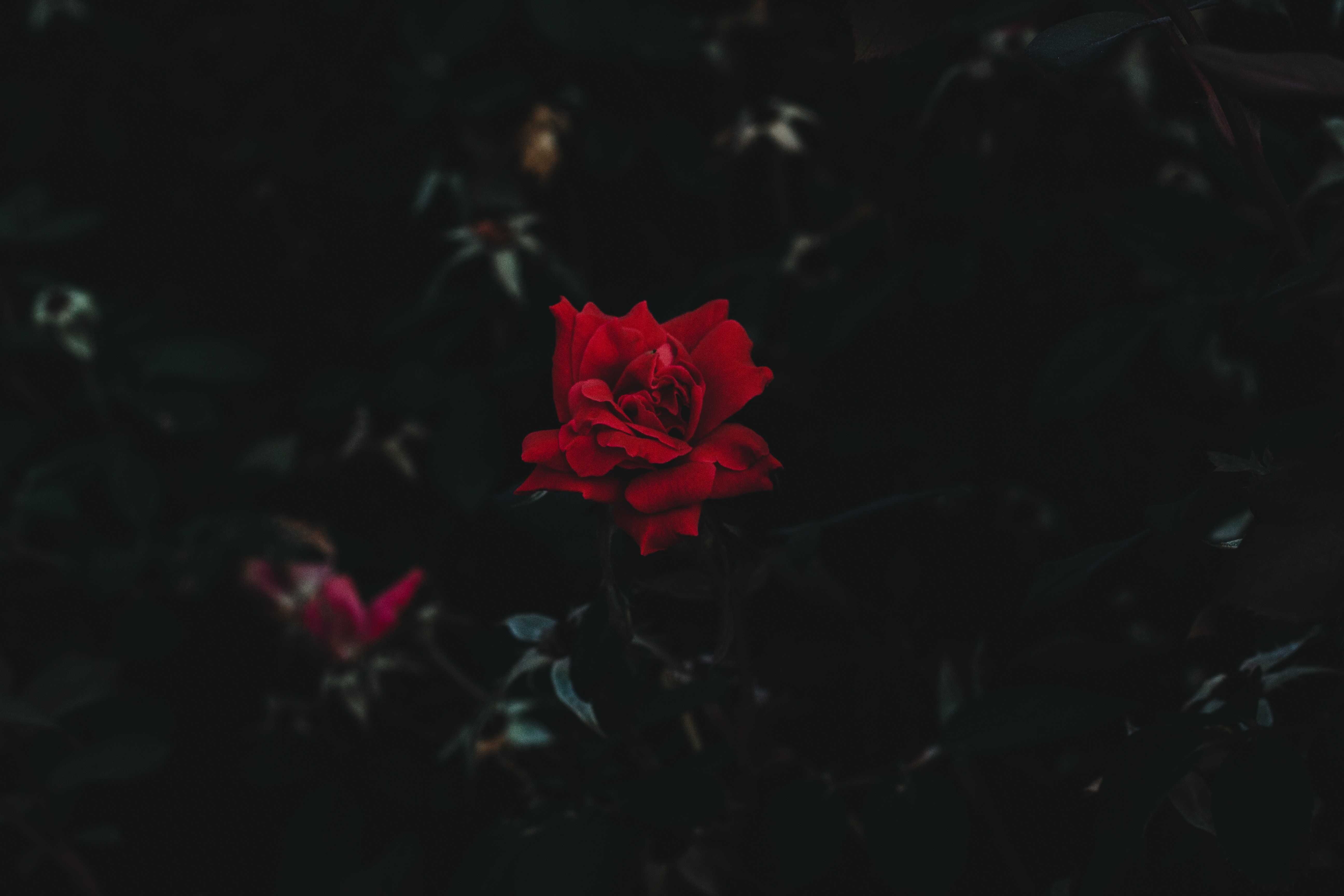 landscape, red flowers, dark background, HD Wallpaper