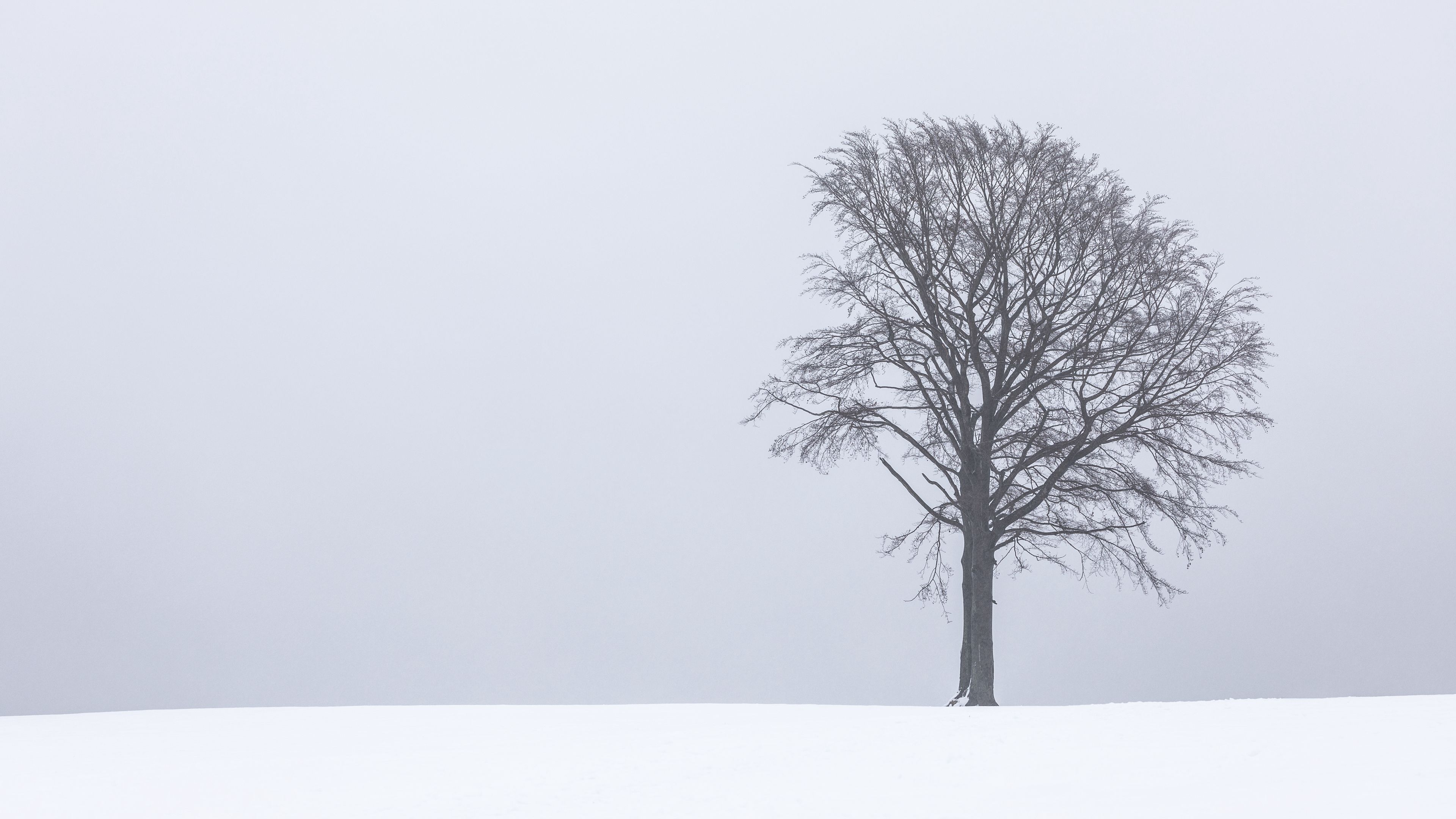 tree, fog, snow, lonely, landscape, 4k, HD Wallpaper