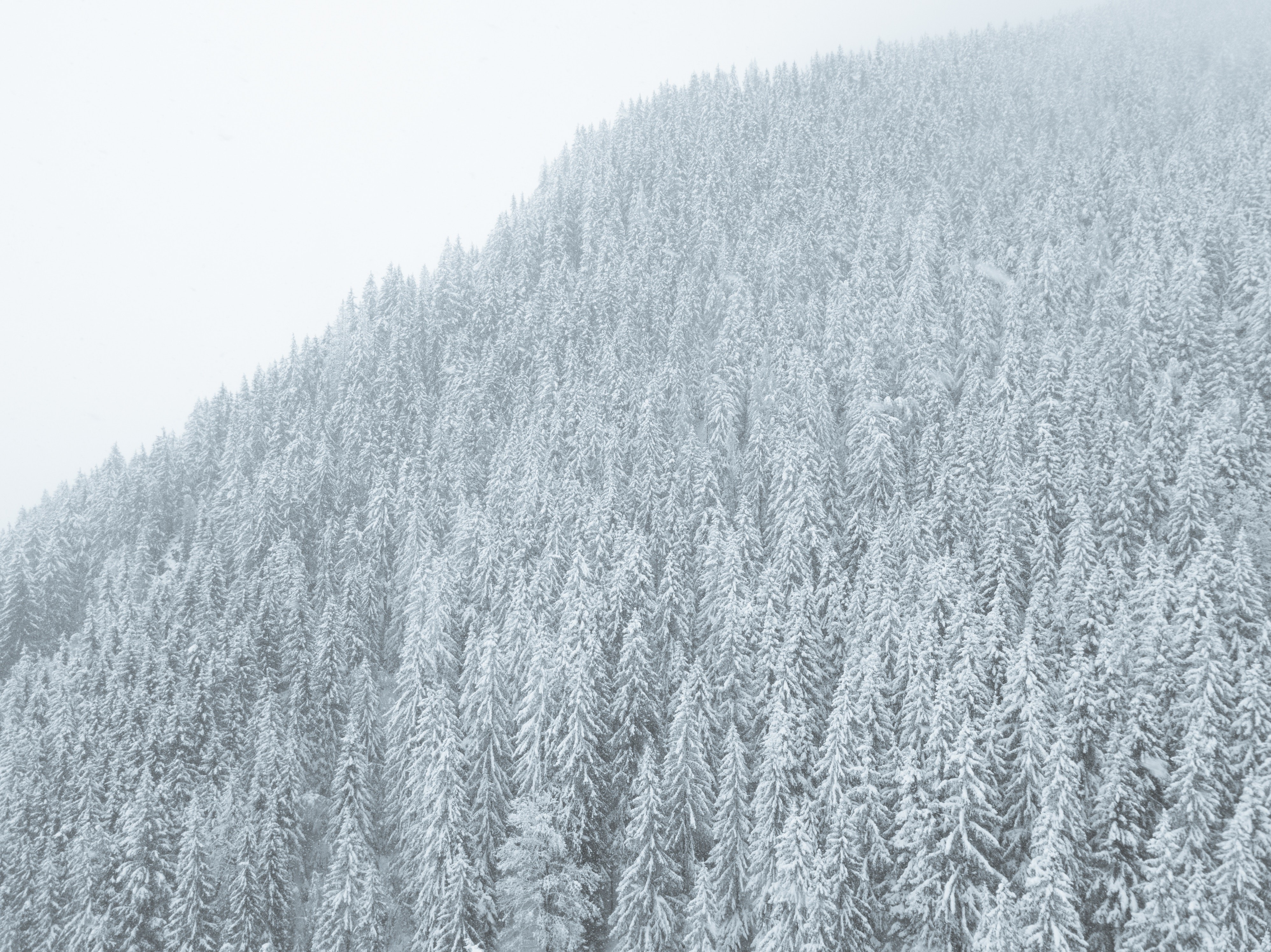 nature, snow, trees, HD Wallpaper