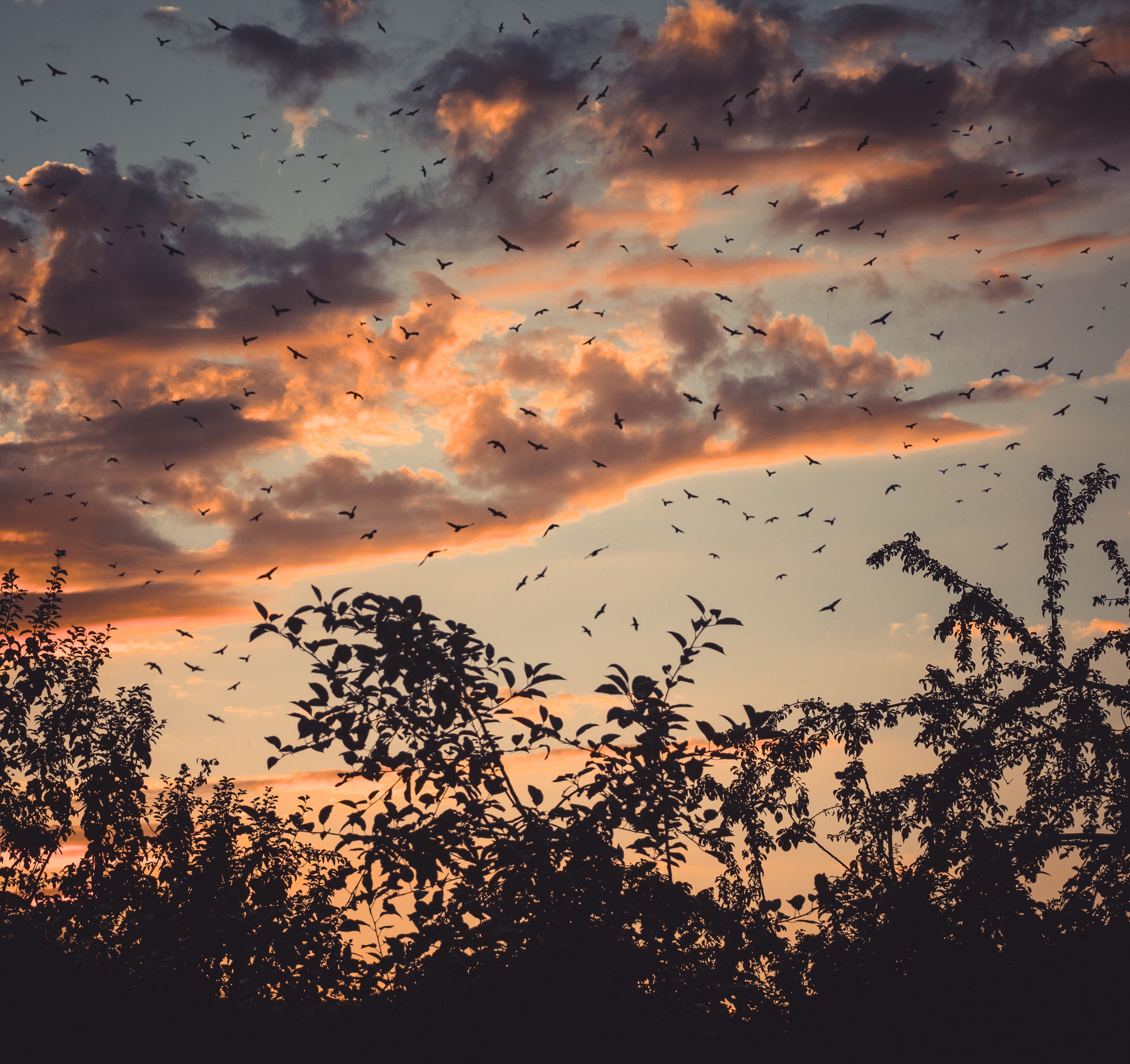nature, trees, birds, HD Wallpaper