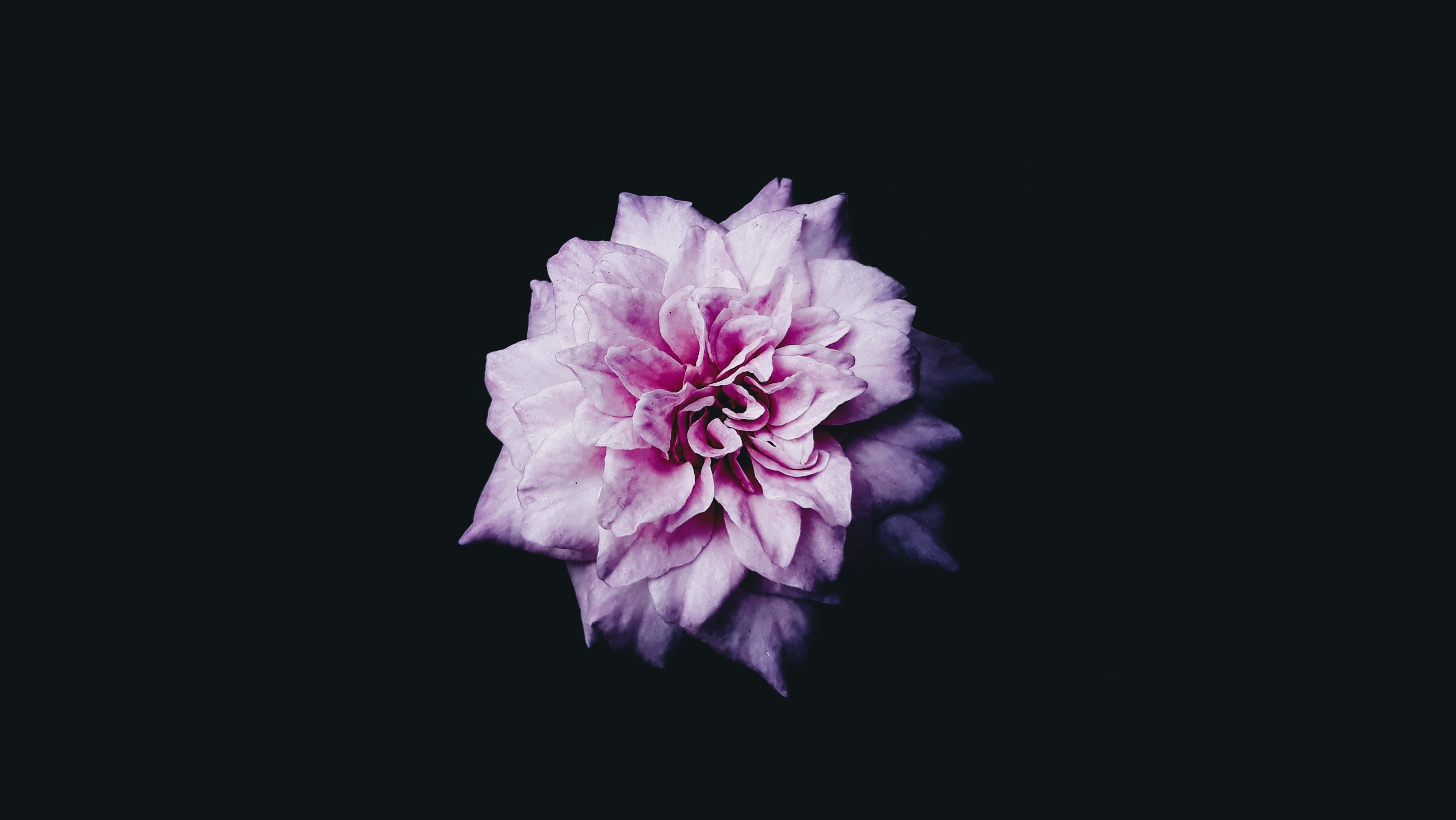 nature, flowers, dark background, HD Wallpaper