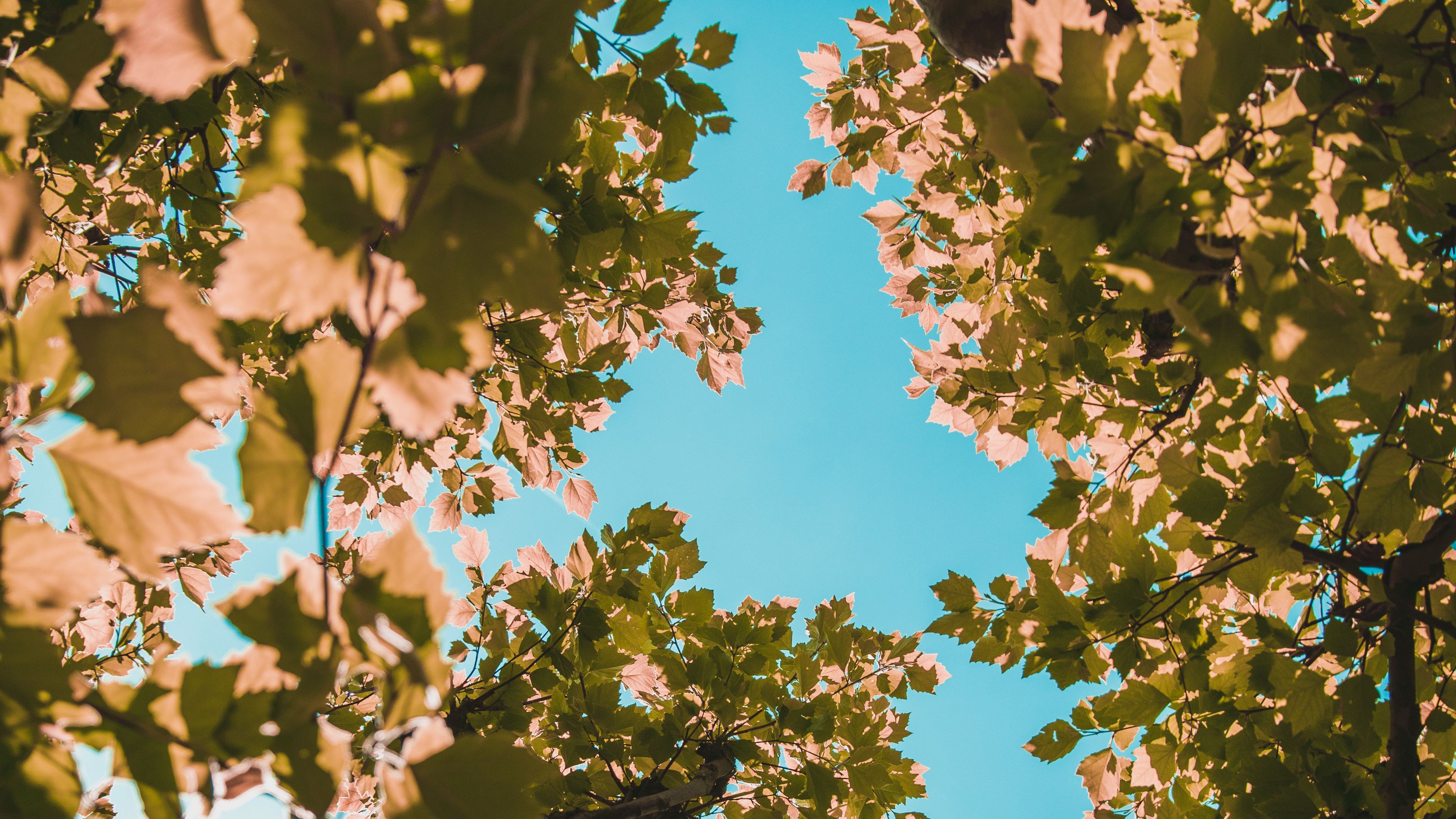 tree, branches, leaves, crown, sky, 4k, HD Wallpaper