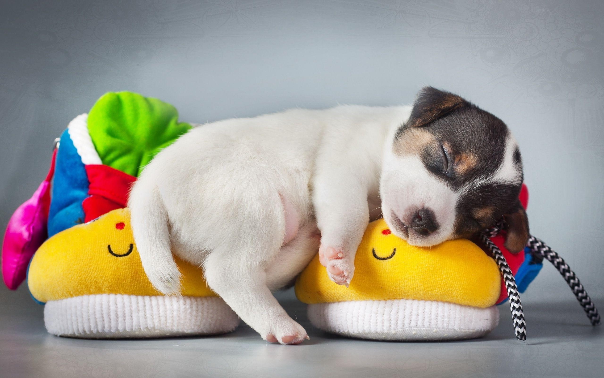 dog, puppies, animals, sleeping, HD Wallpaper