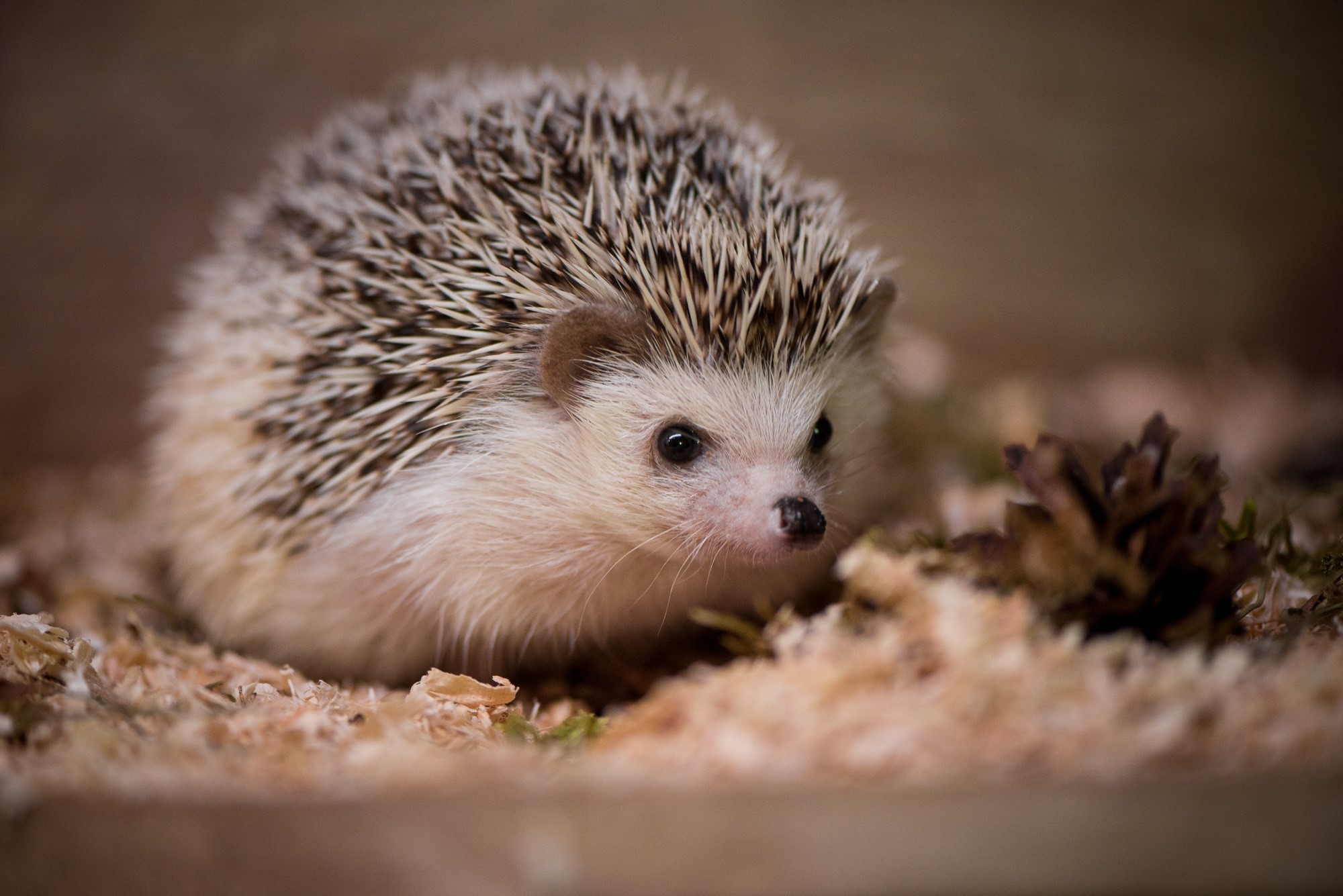 animals, hedgehog, depth of field, dark eyes, HD Wallpaper