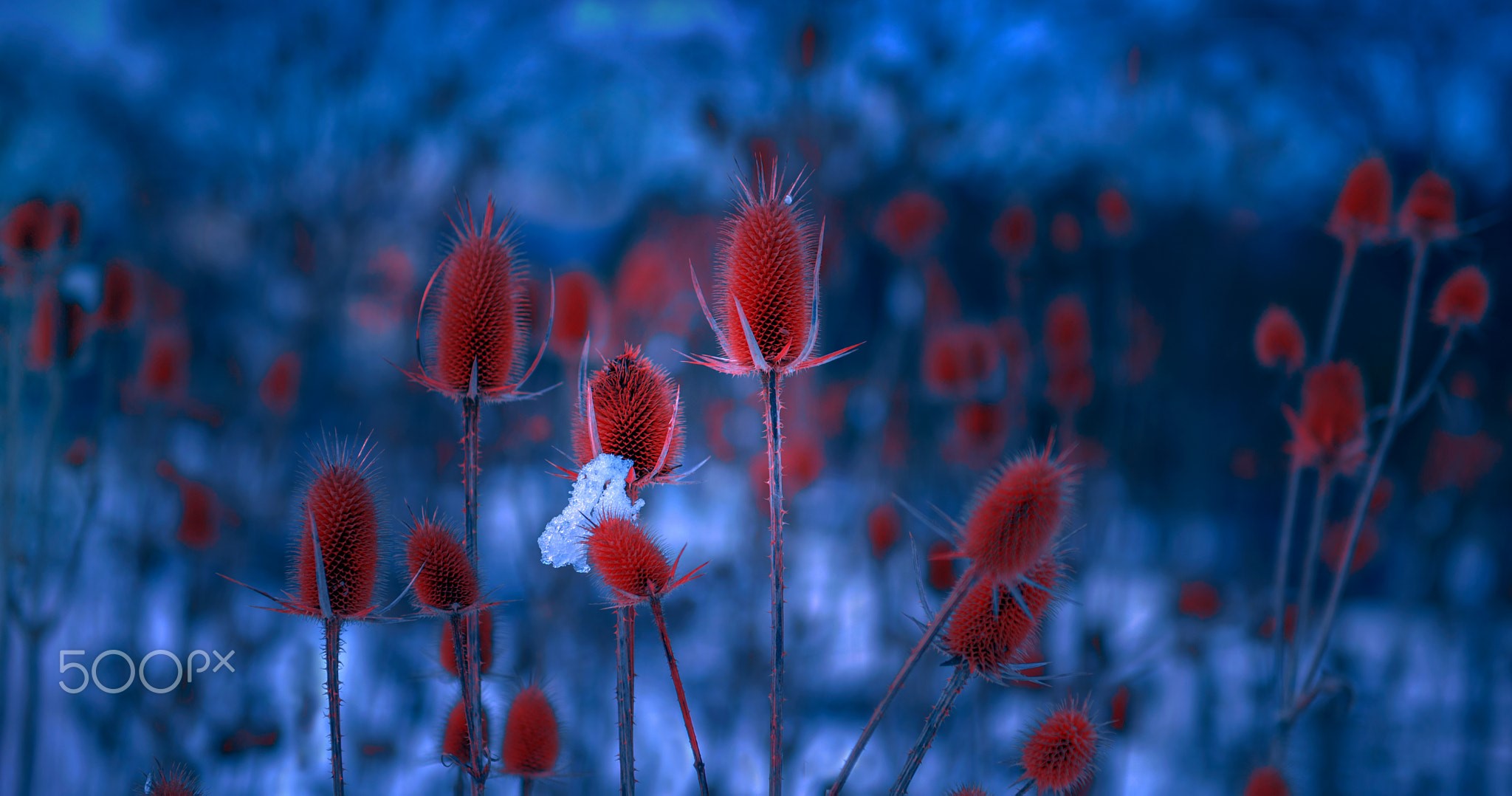 blue, red, plants, HD Wallpaper