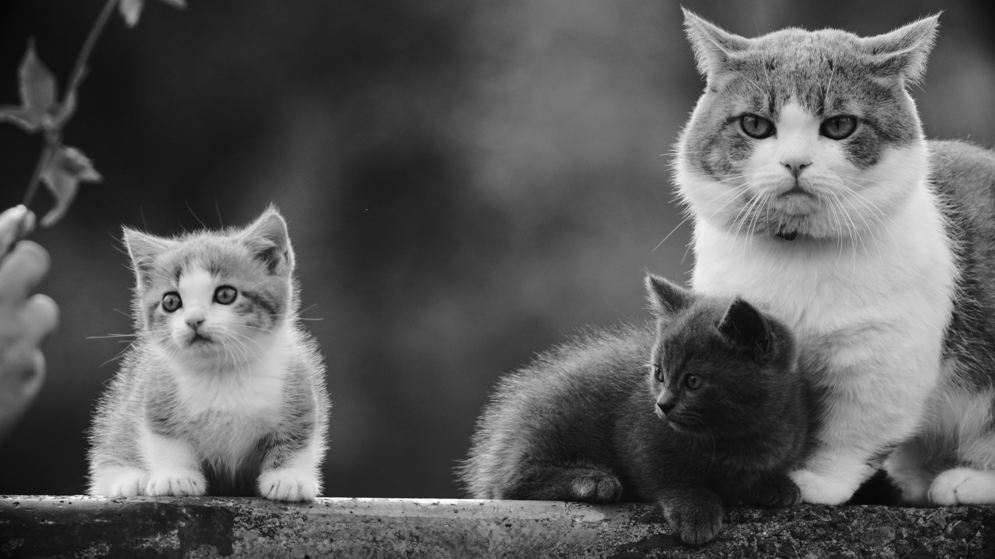 animals, cats, monochrome, family, HD Wallpaper