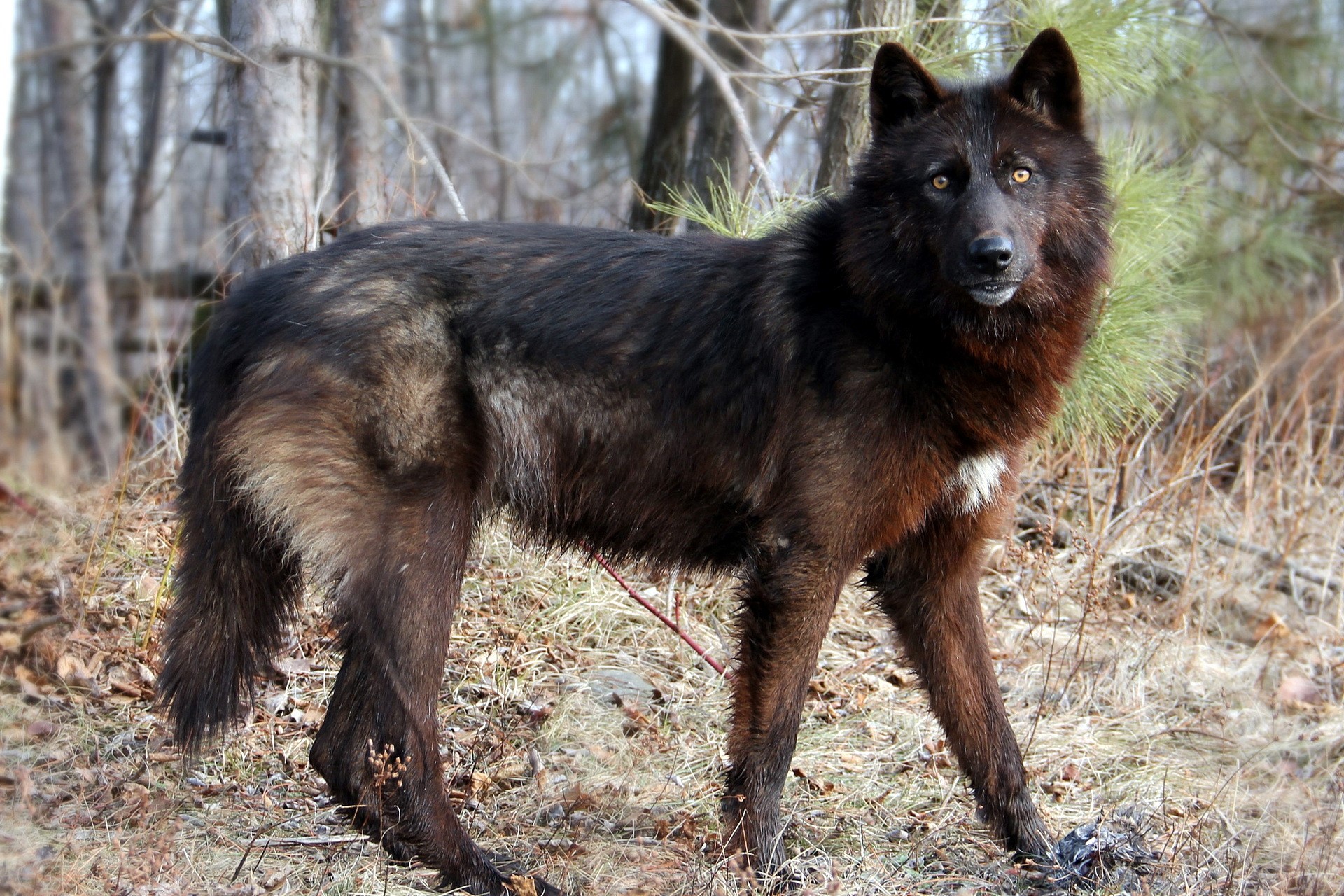dog, animals, wolf, forest, HD Wallpaper