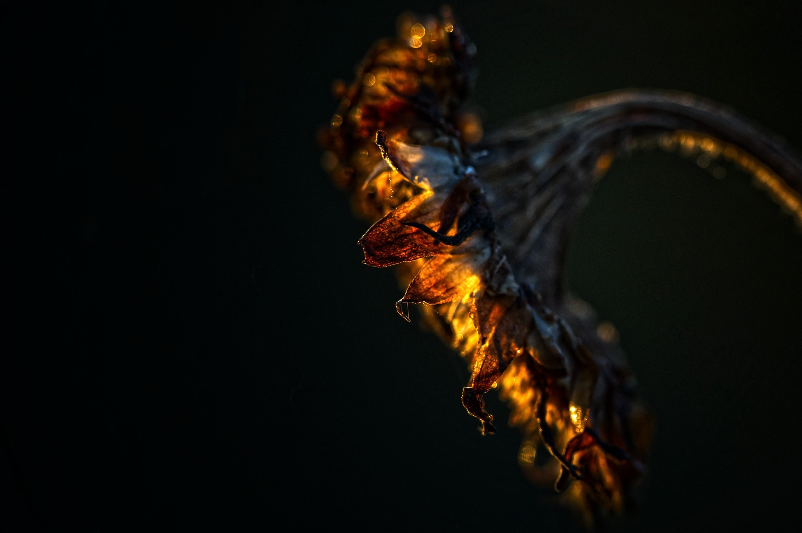 dark, fall, plants, sunflowers, HD Wallpaper