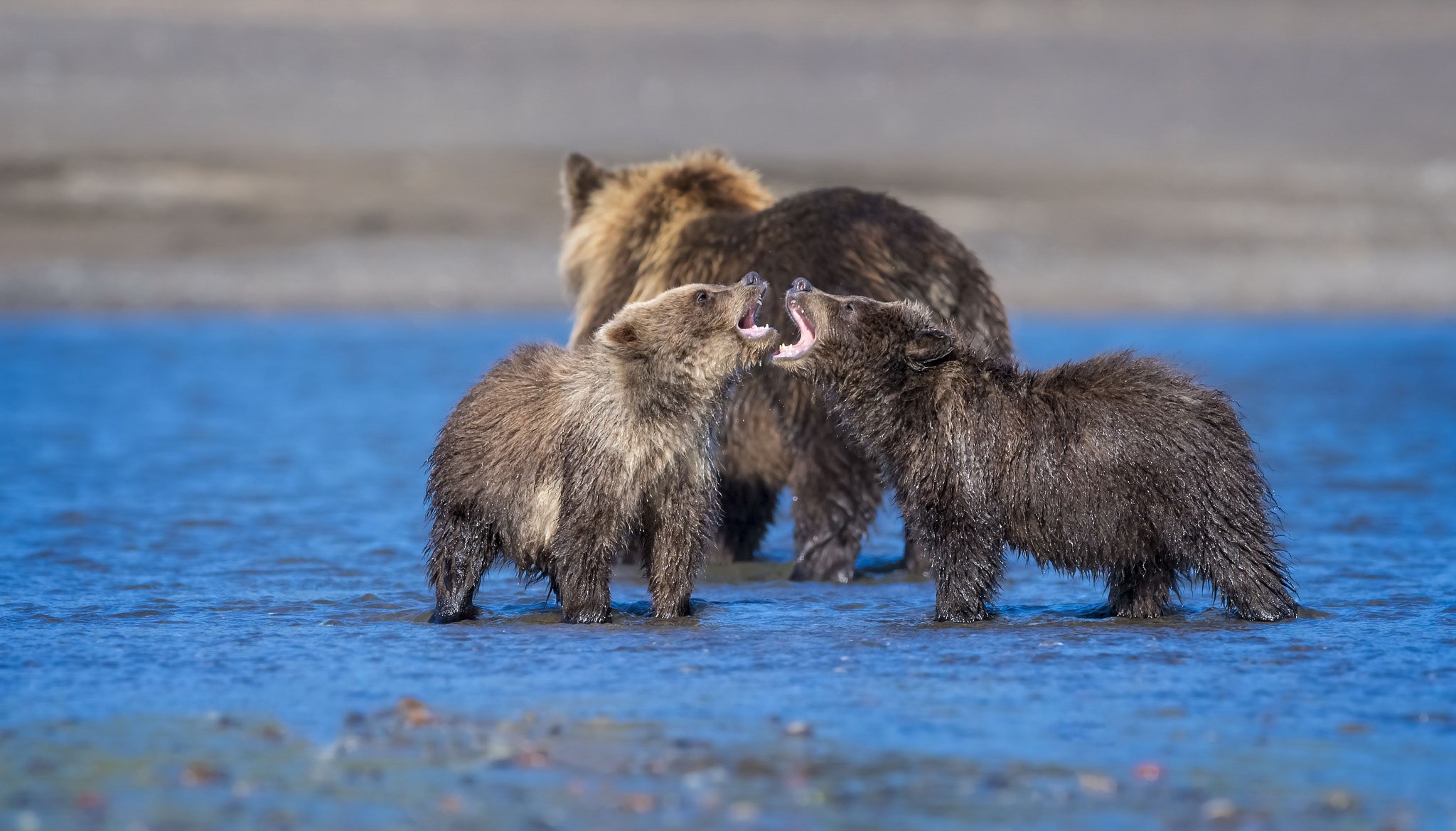 nature, bears, mammals, animals, HD Wallpaper