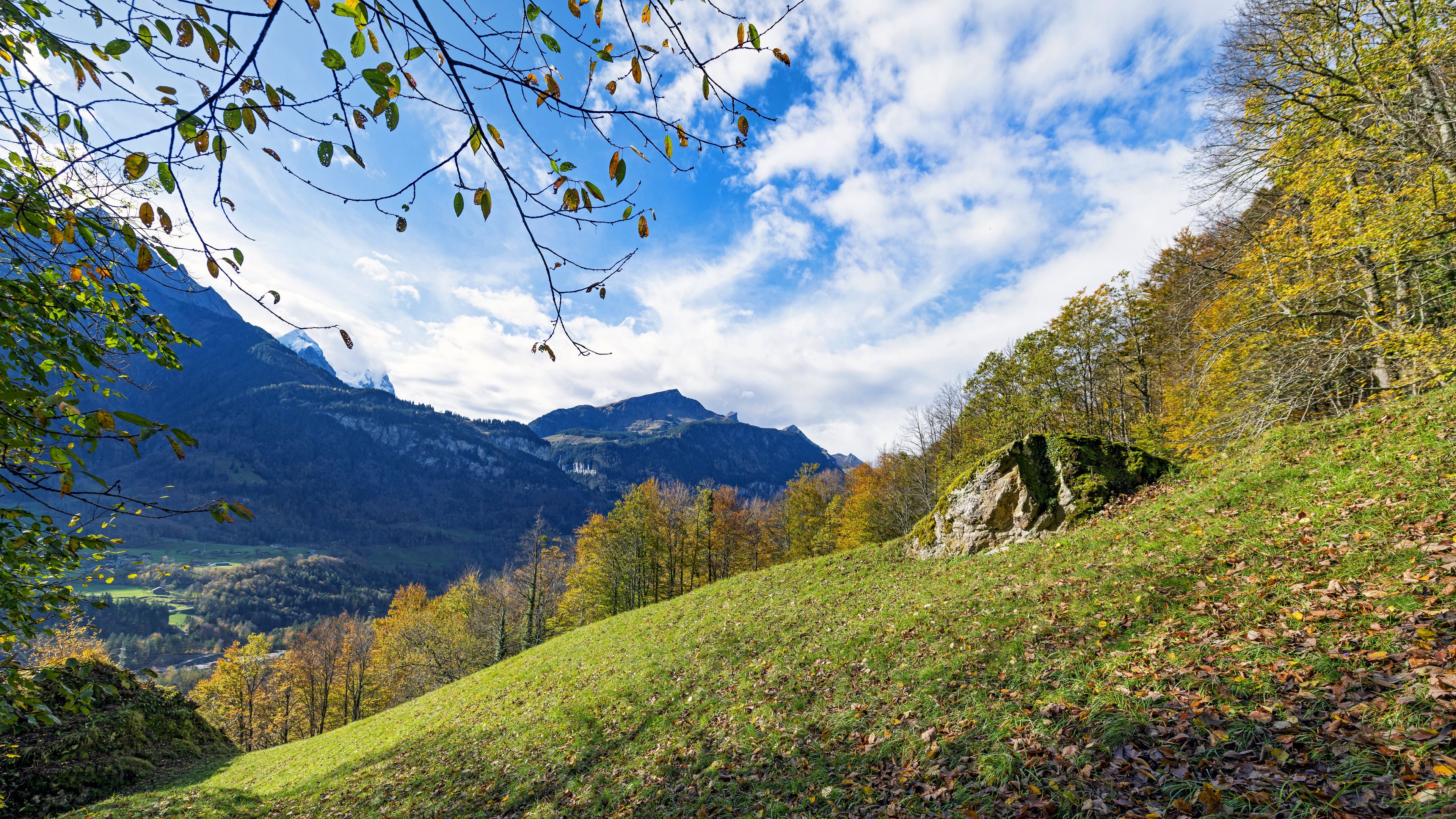 mountains, slope, branches, forest, landscape, 4k, HD Wallpaper