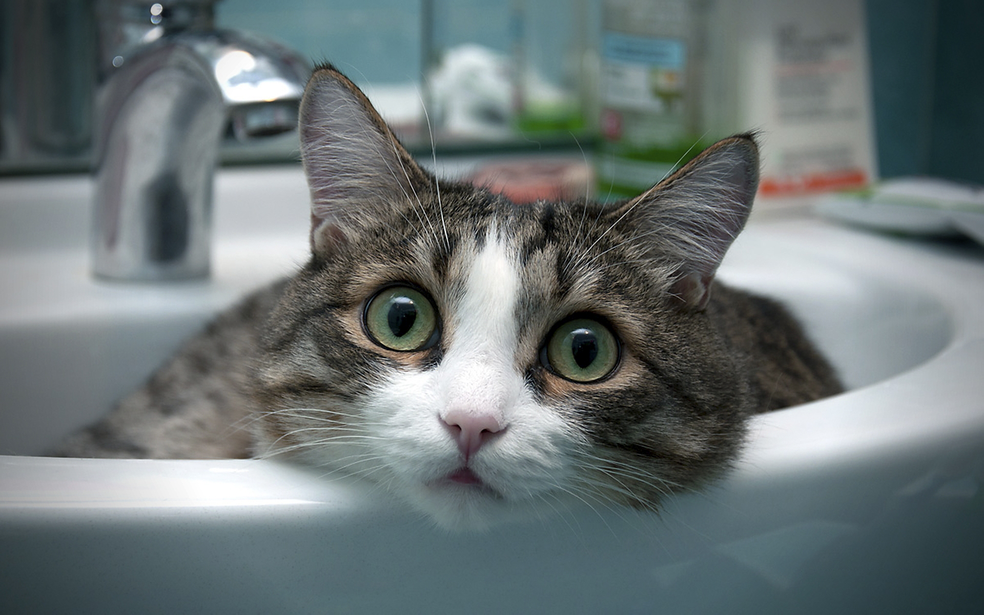 cats, animals, sink, HD Wallpaper