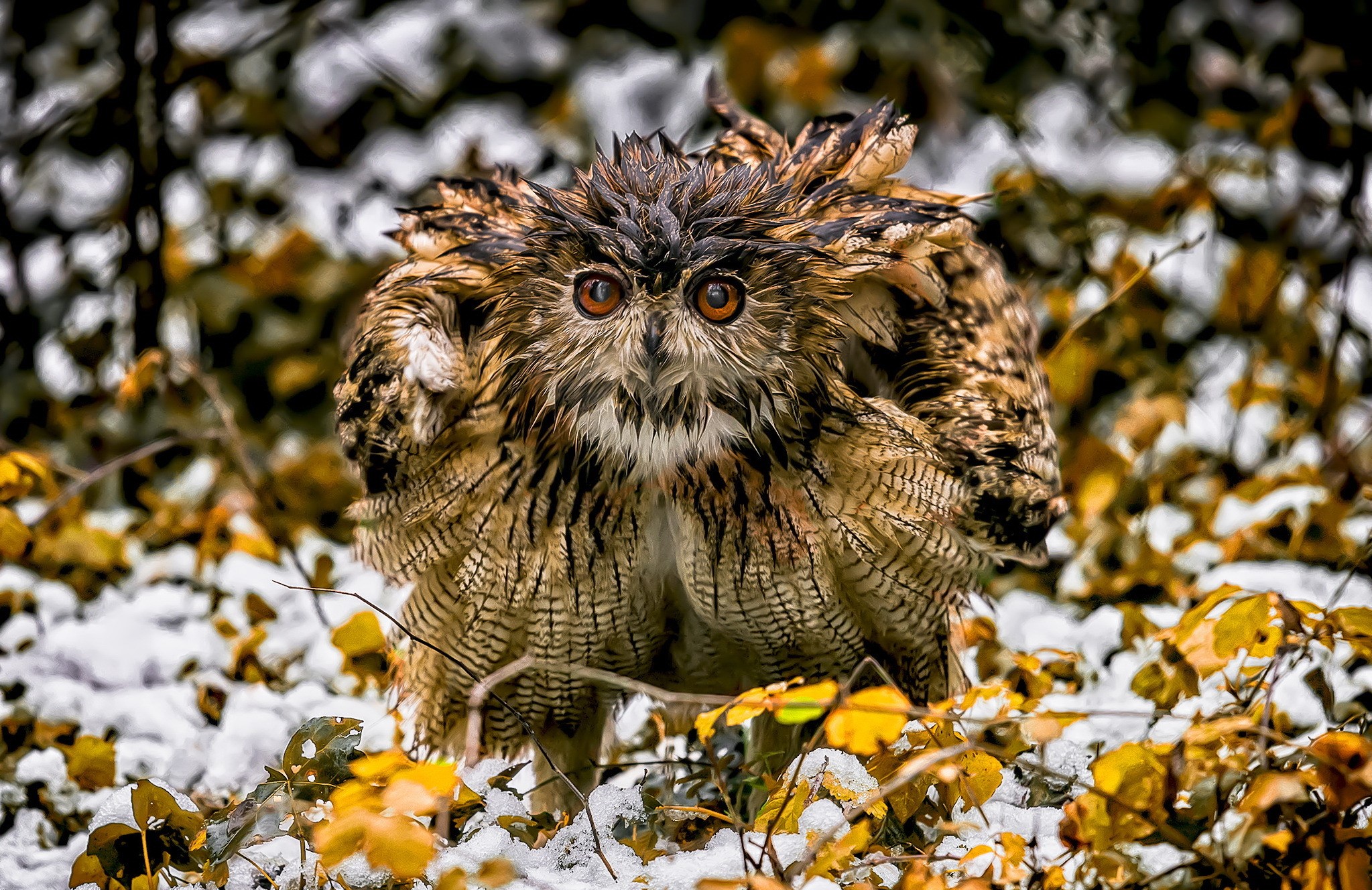 nature, winter, animals, birds, owl, HD Wallpaper