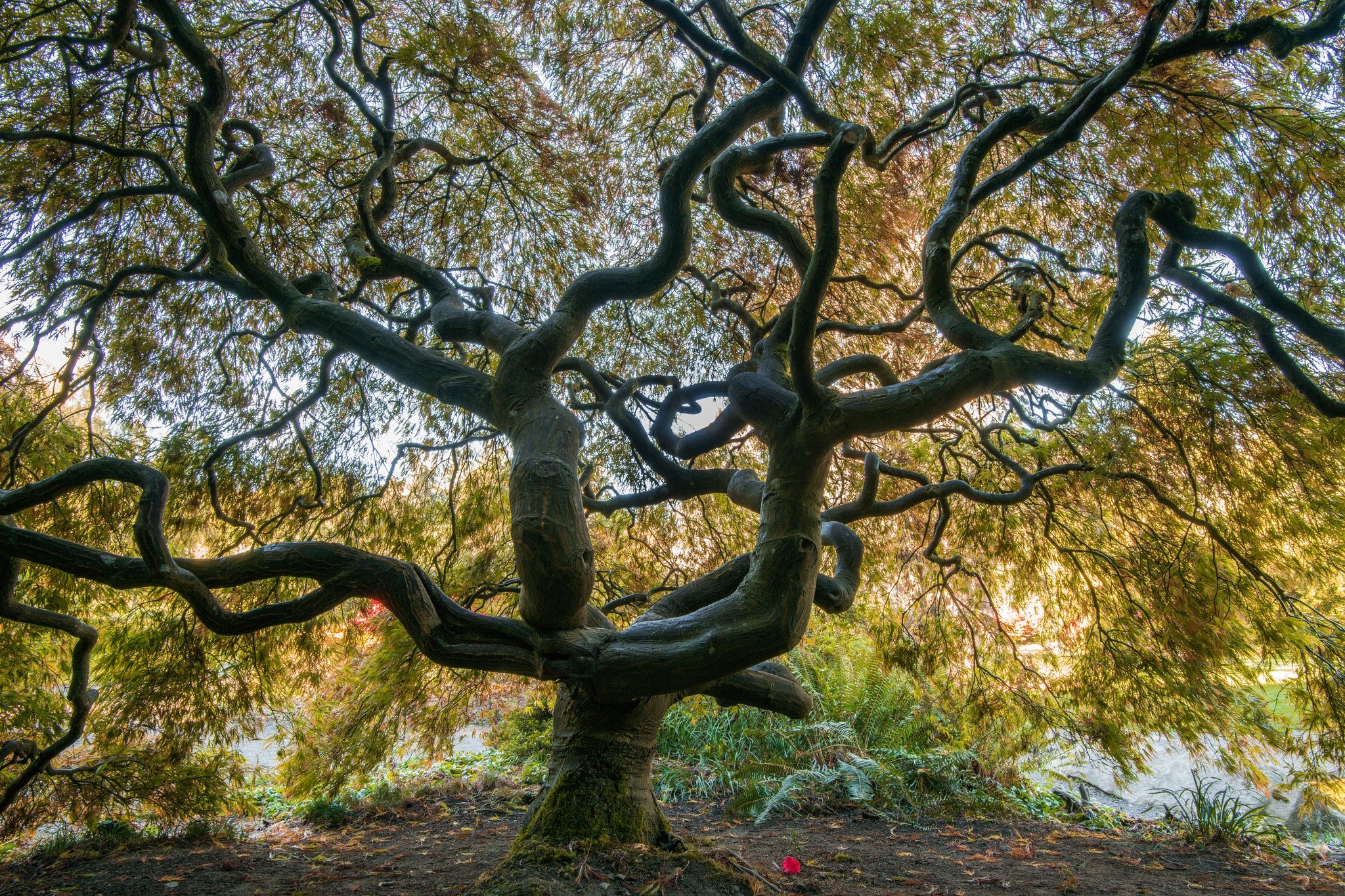 trees, plants, nature, HD Wallpaper
