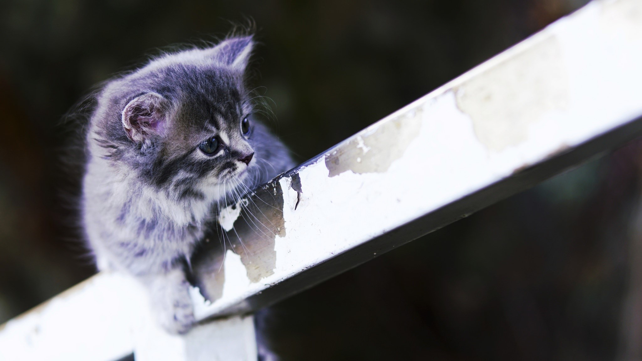 cats, kittens, animals, HD Wallpaper