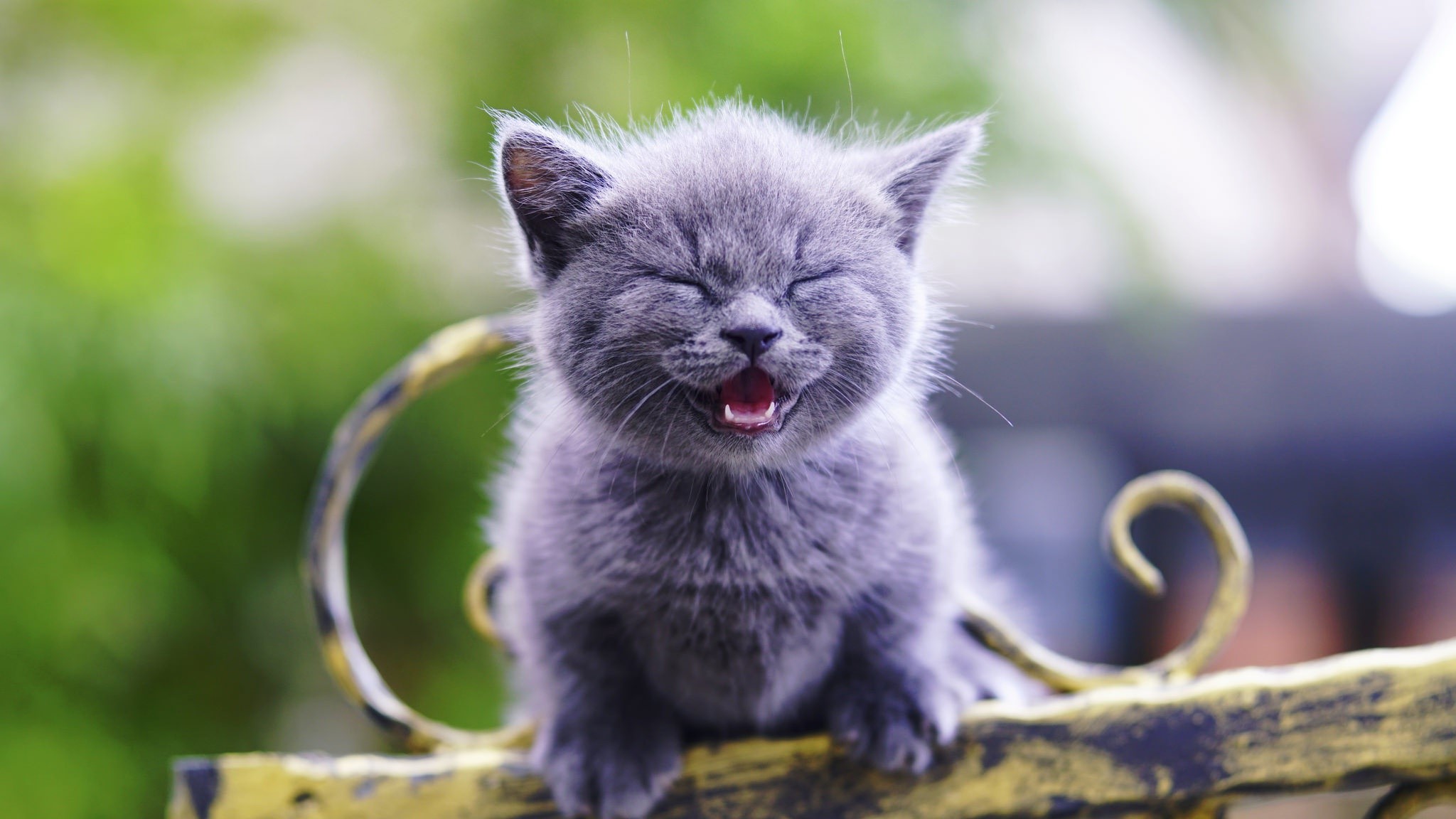 kittens, cats, animals, HD Wallpaper