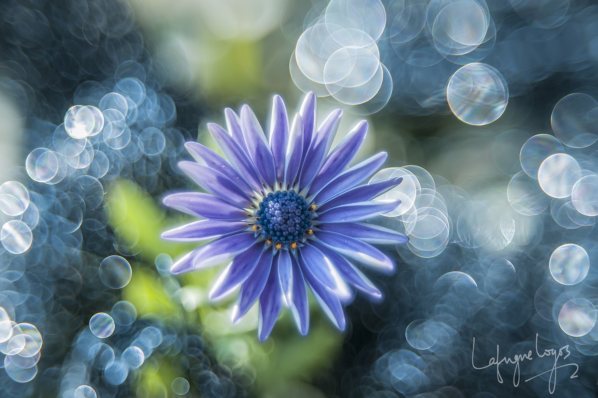colorful, plants, flowers, HD Wallpaper