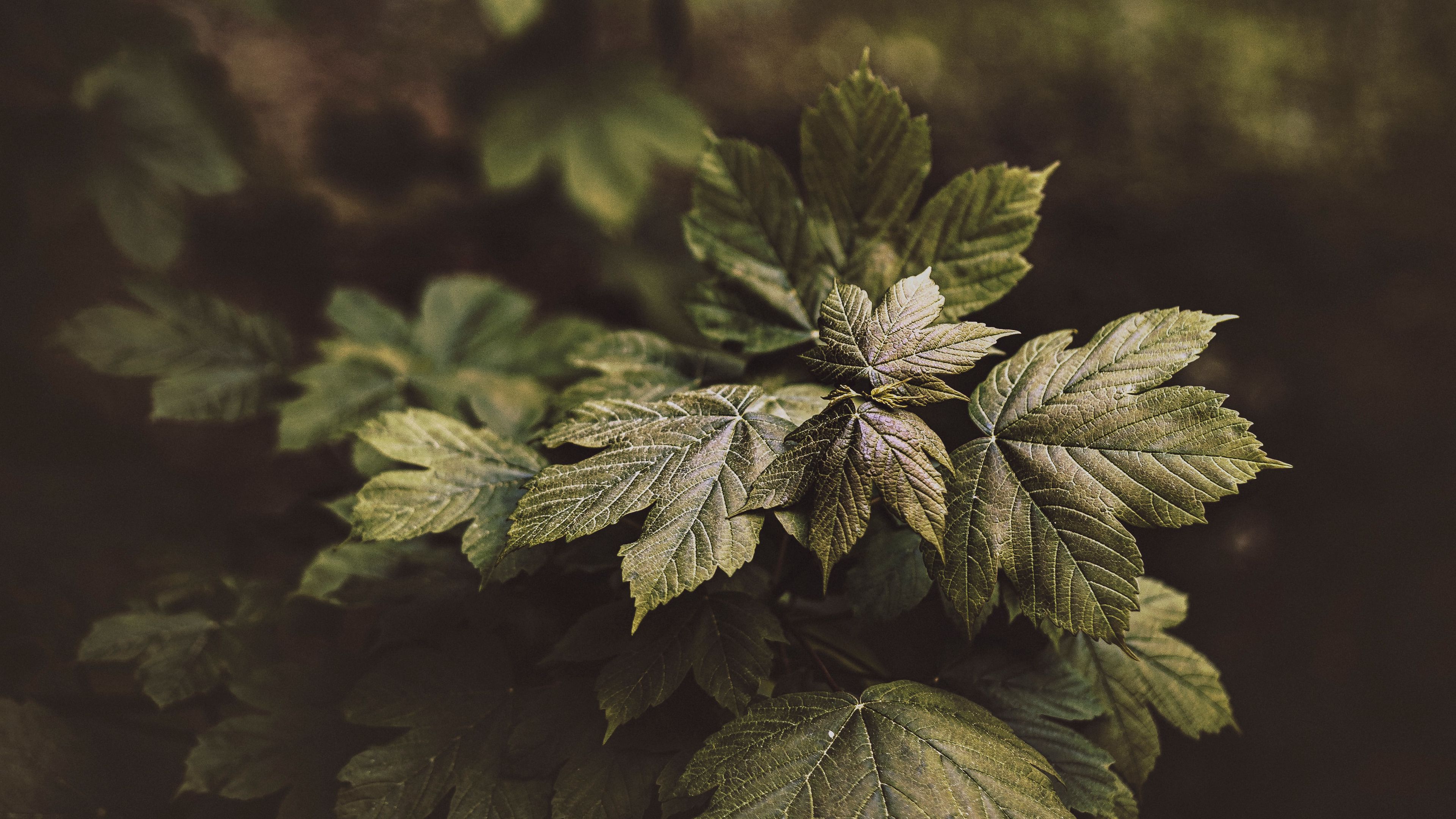 leaves, plant, bushes, glossy, 4k, HD Wallpaper