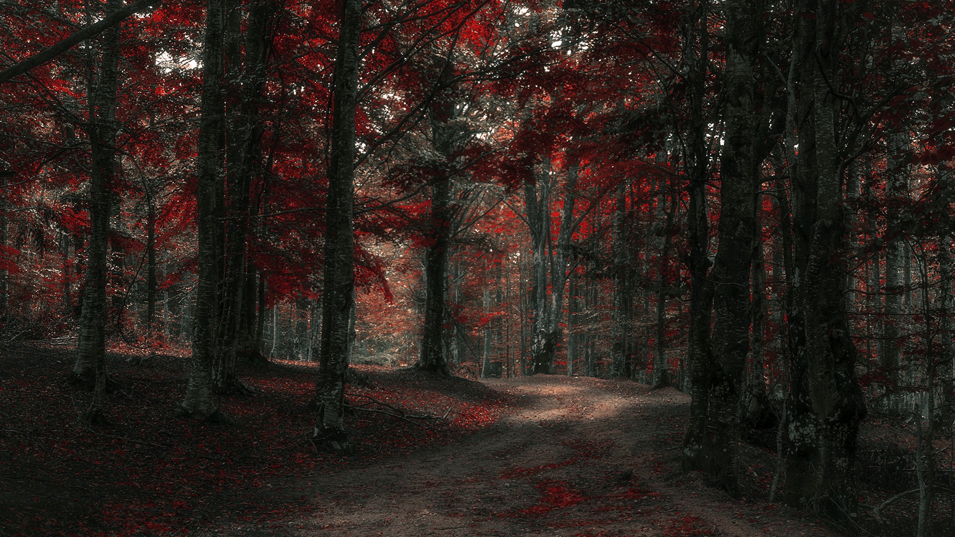 forest, fall, trees, plants, HD Wallpaper