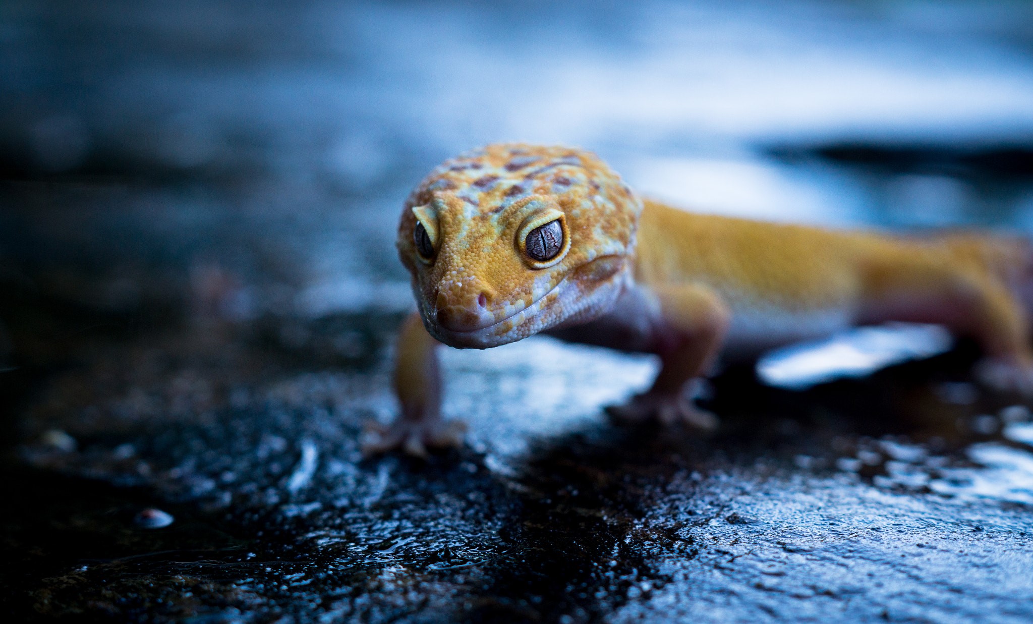 blue, animals, AK Photography, 500px, reptiles, lizards, yellow, wet, HD Wallpaper