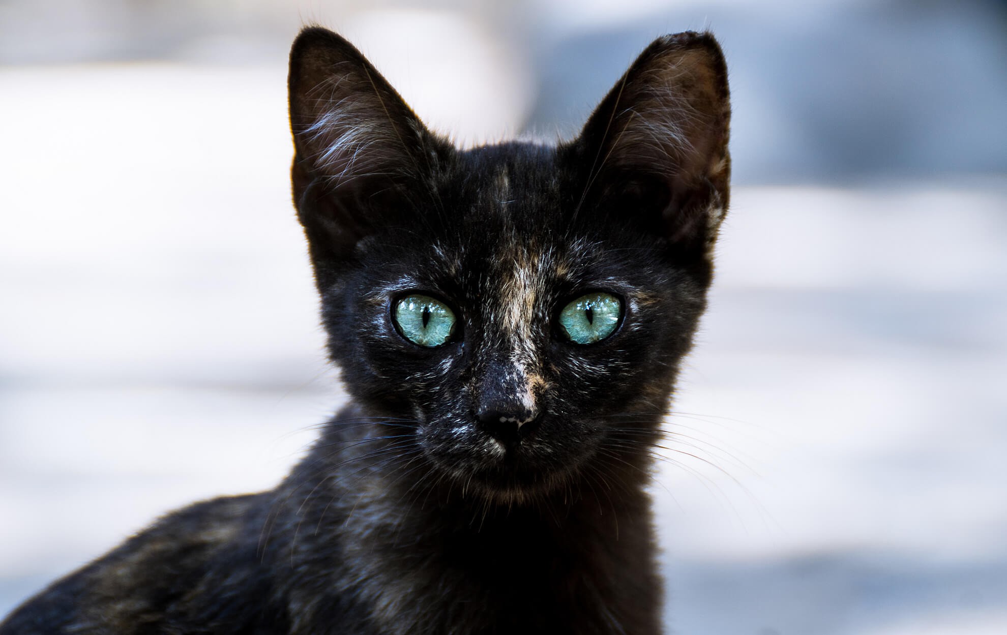 AK Photography, 500px, cats, animals, eyes, HD Wallpaper