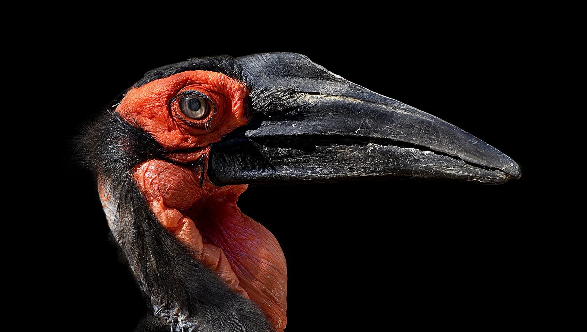 red, black, animals, birds, HD Wallpaper