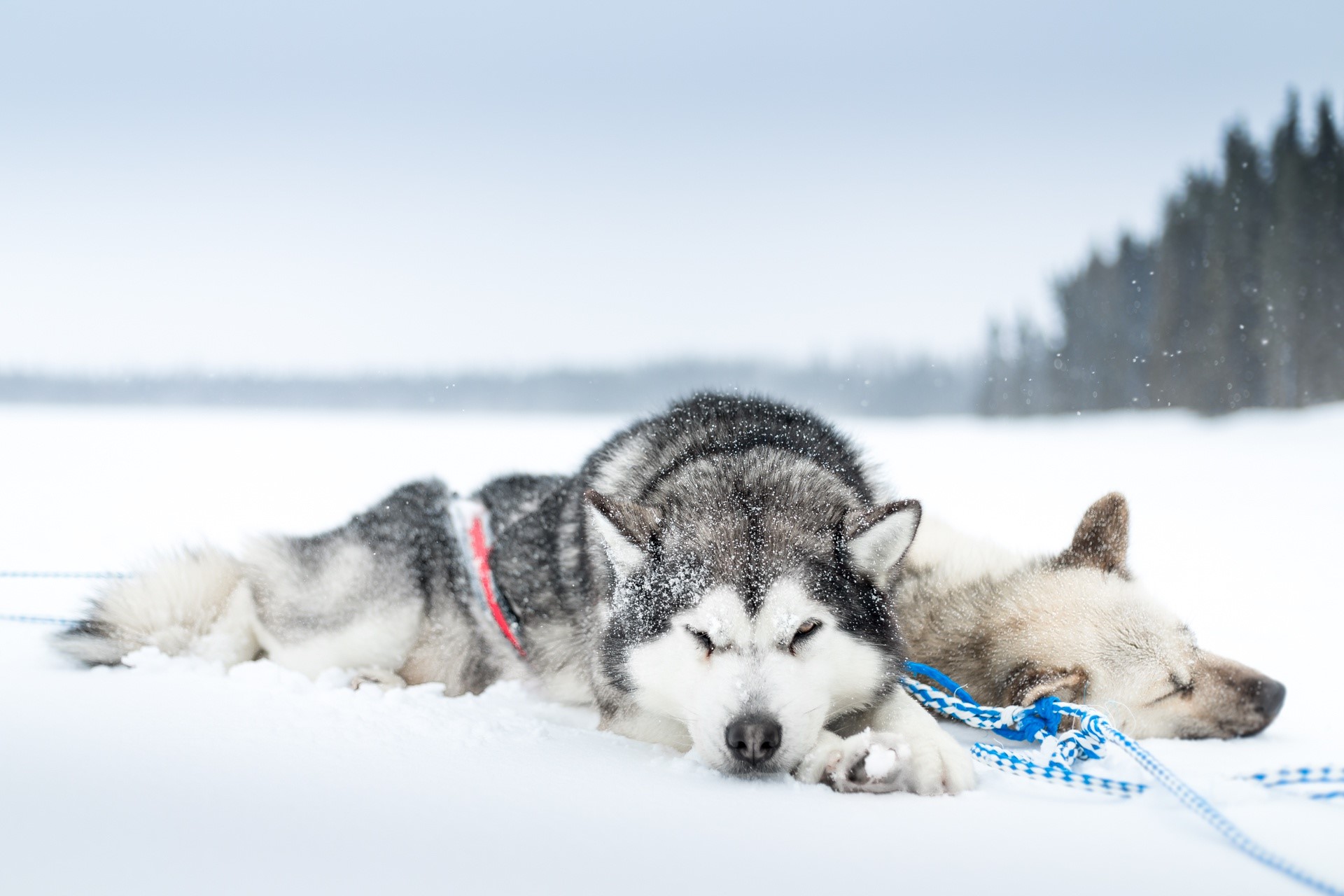 snow, cold, sleeping, dog, animals, HD Wallpaper