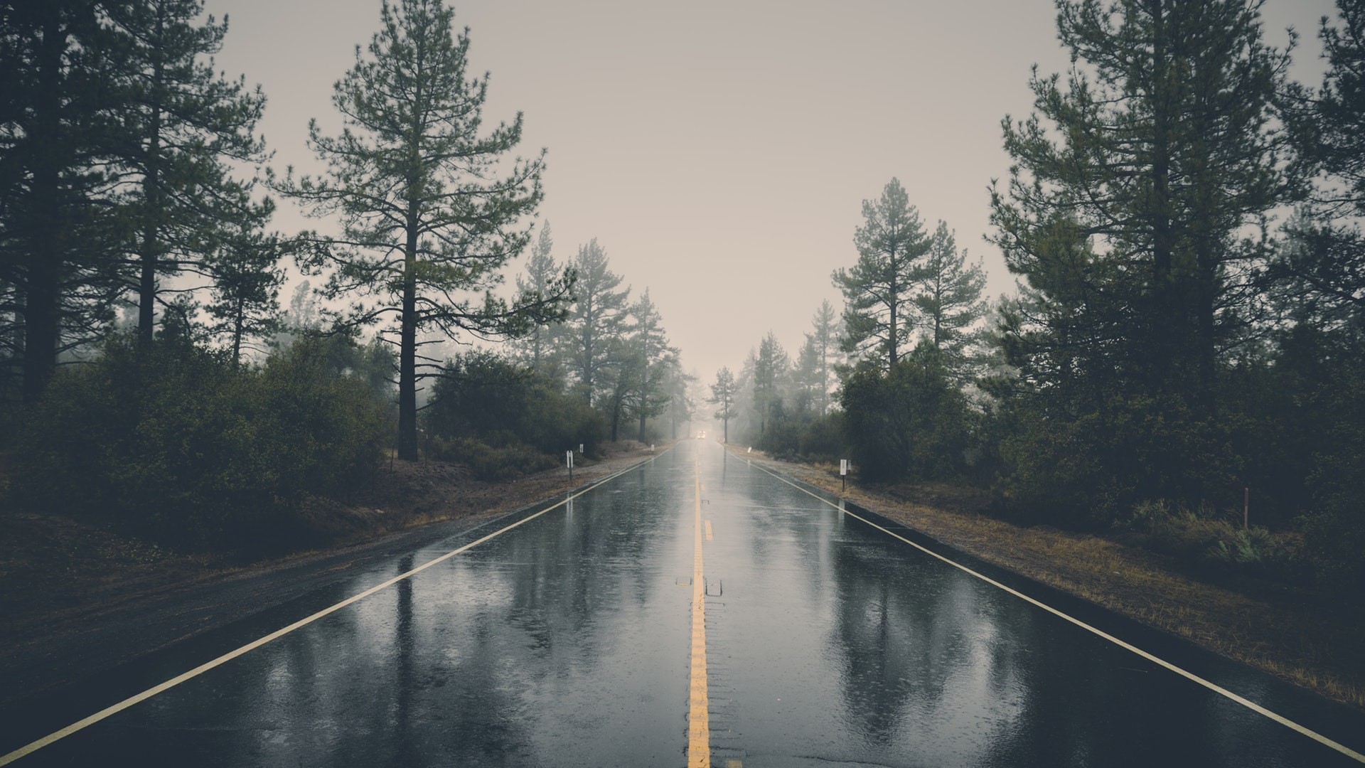 nature, landscape, trees, forest, road, mist, rain, reflection, HD Wallpaper