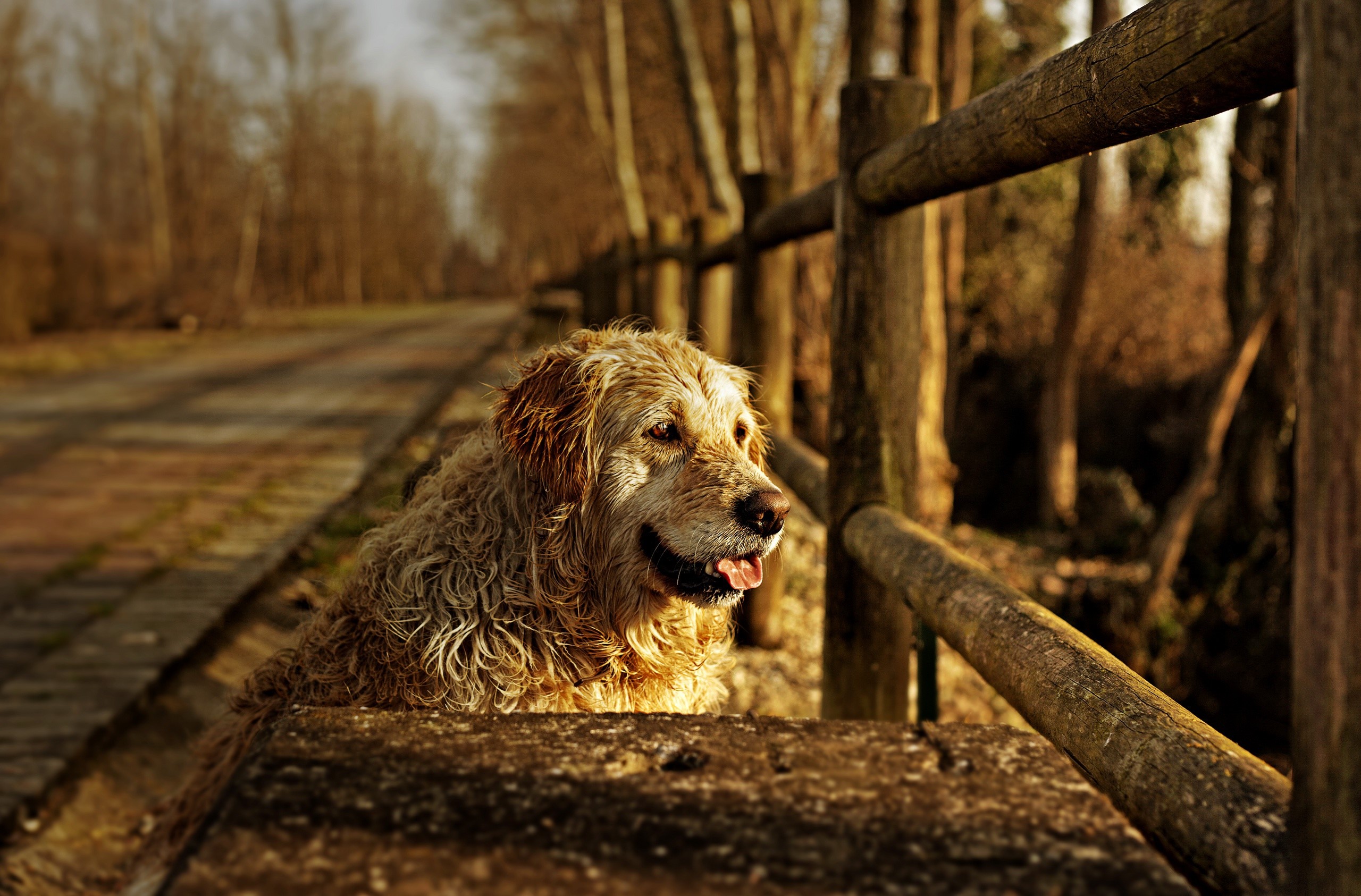 dog, animals, outdoors, wood, HD Wallpaper