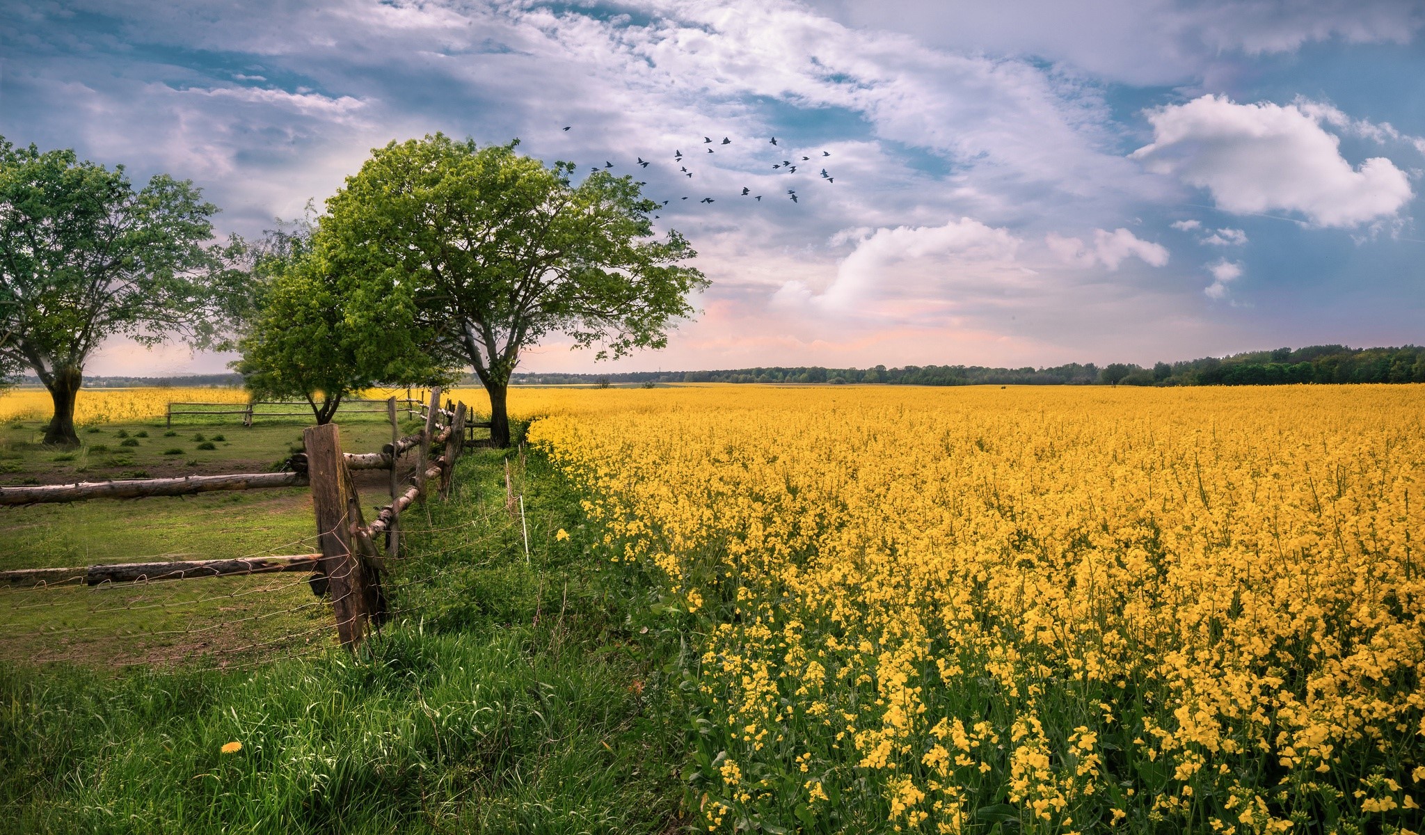 field, plants, blue, green, yellow, landscape, HD Wallpaper