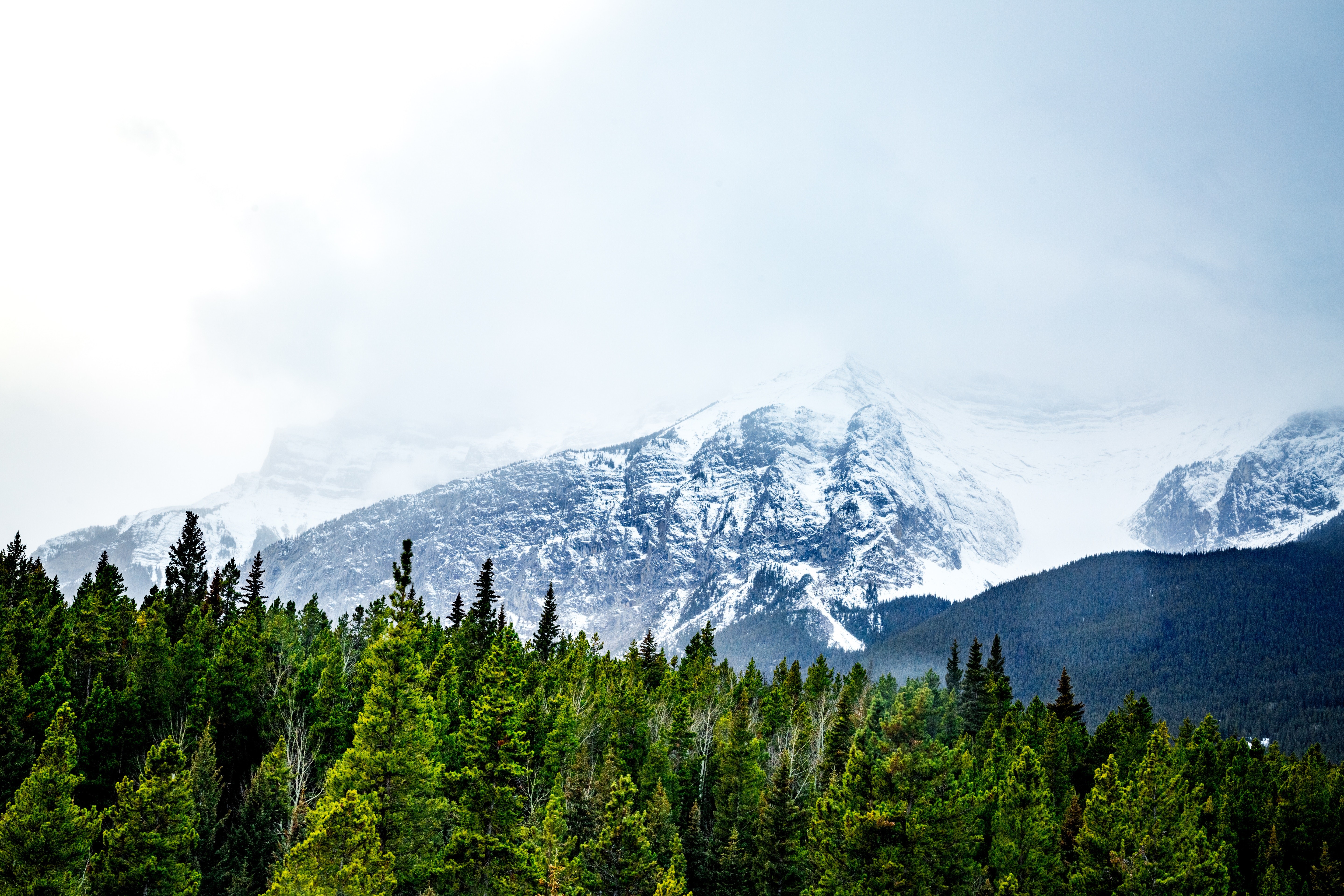 nature, trees, snow, forest, landscape, HDR, HD Wallpaper