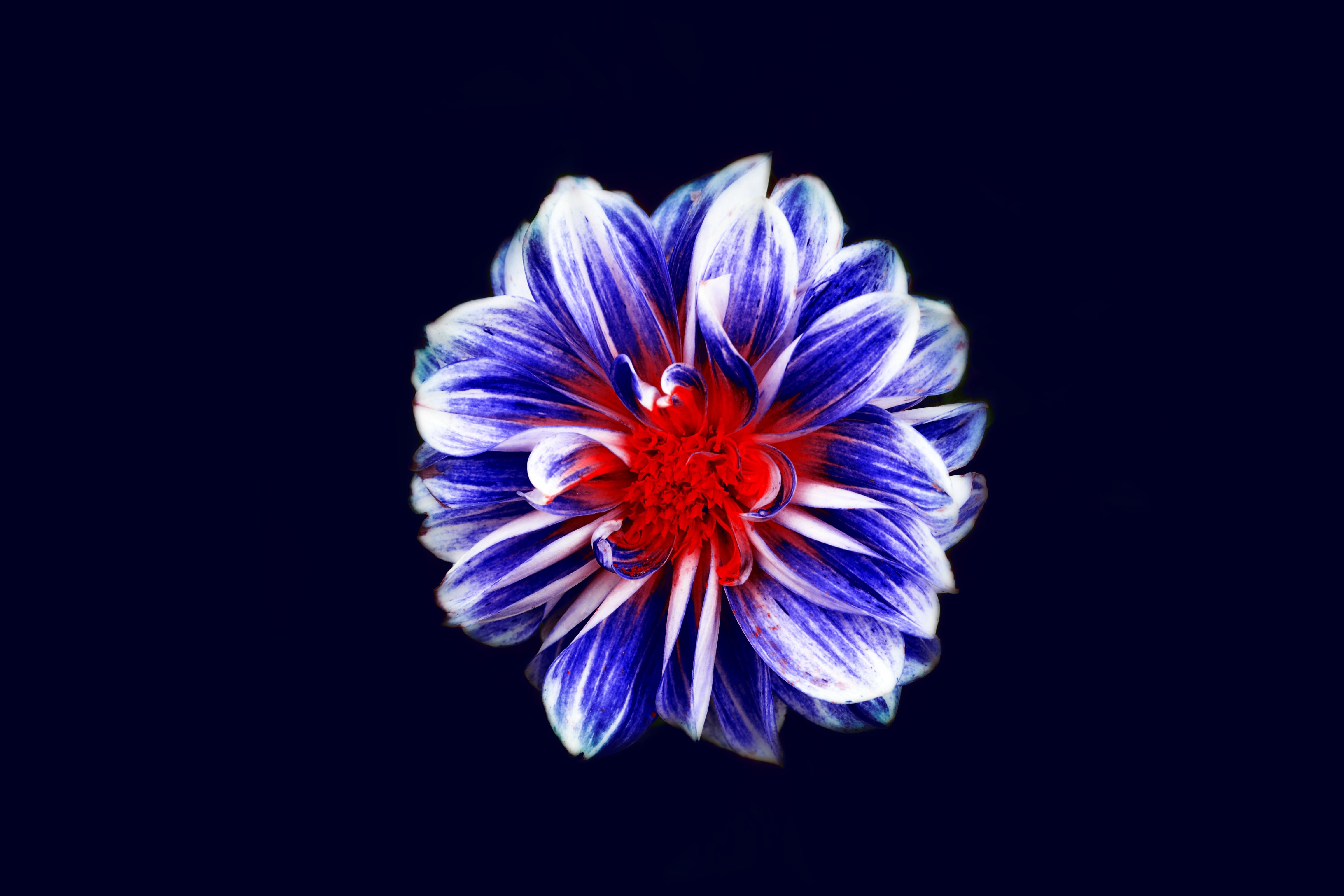 nature, flowers, blue background, simple background, plants, HD Wallpaper