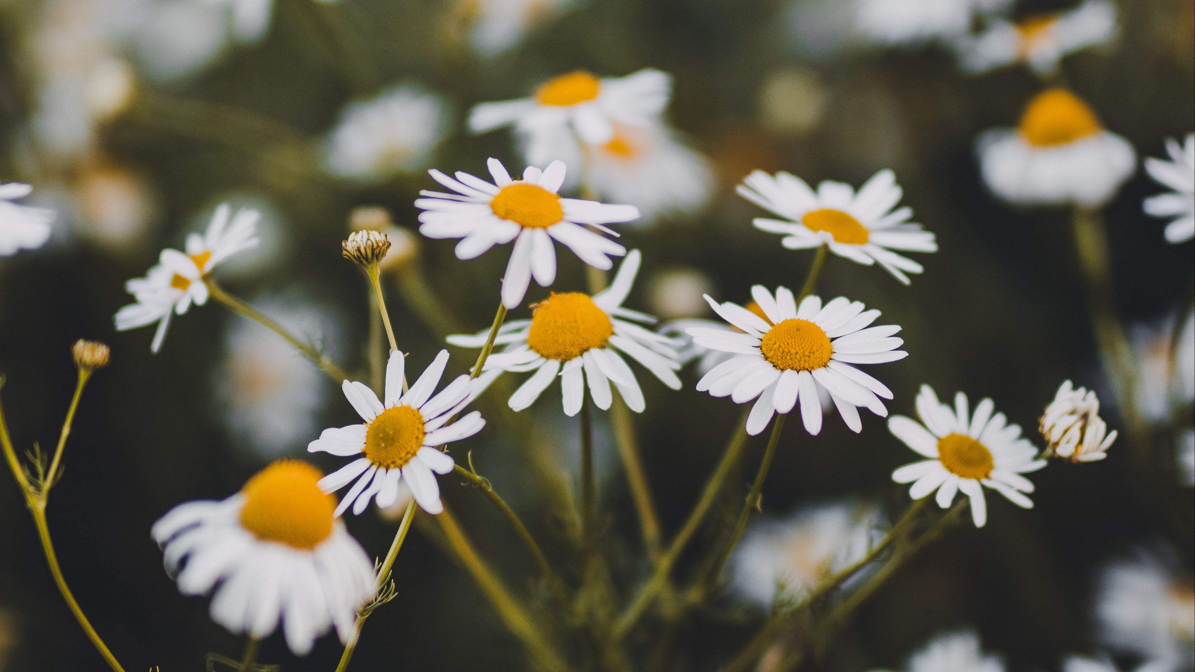 chamomile, flowers, white, bloom, plant, summer, 4k, HD Wallpaper