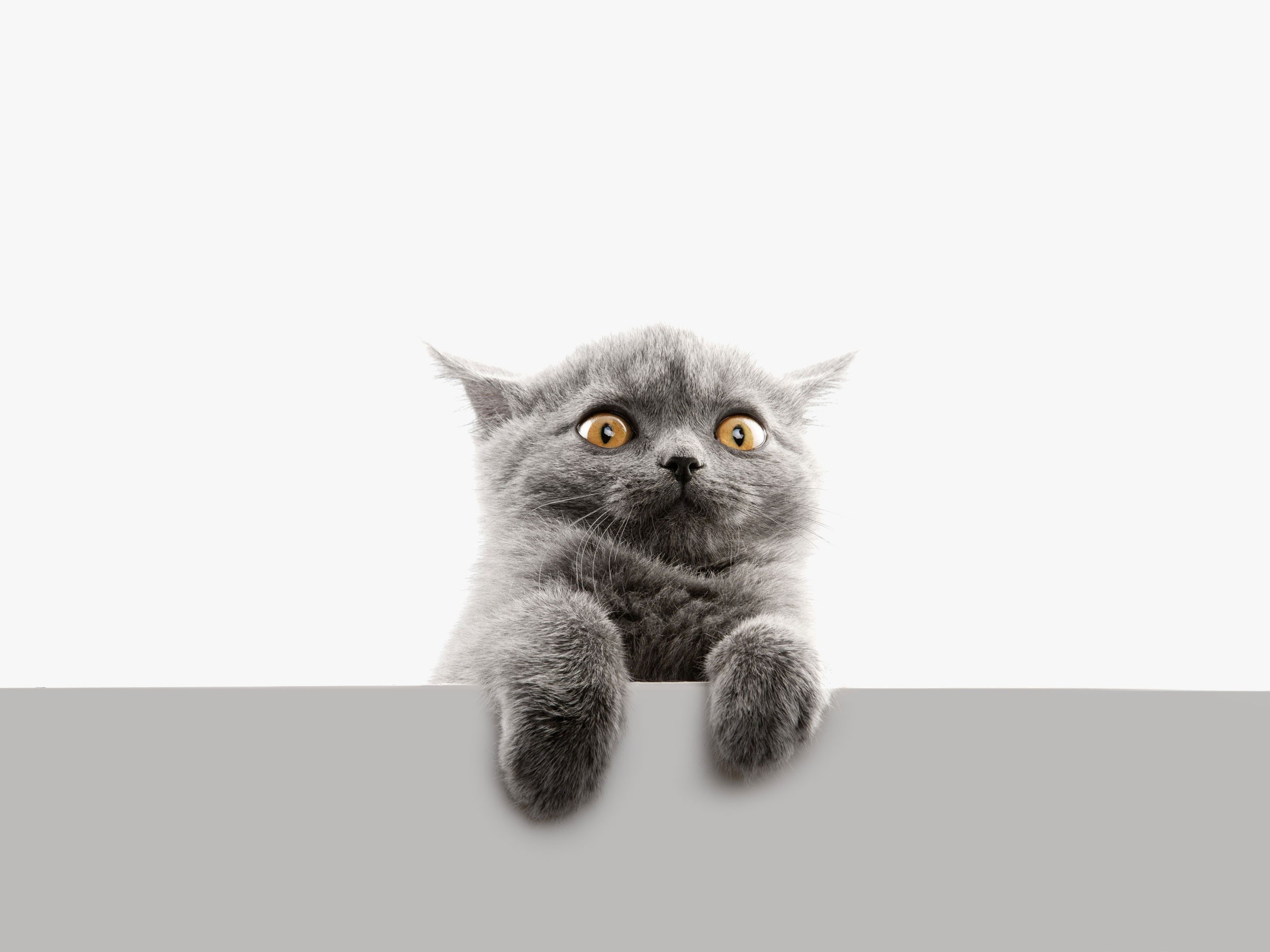 cats, animals, simple background, yellow eyes, HD Wallpaper
