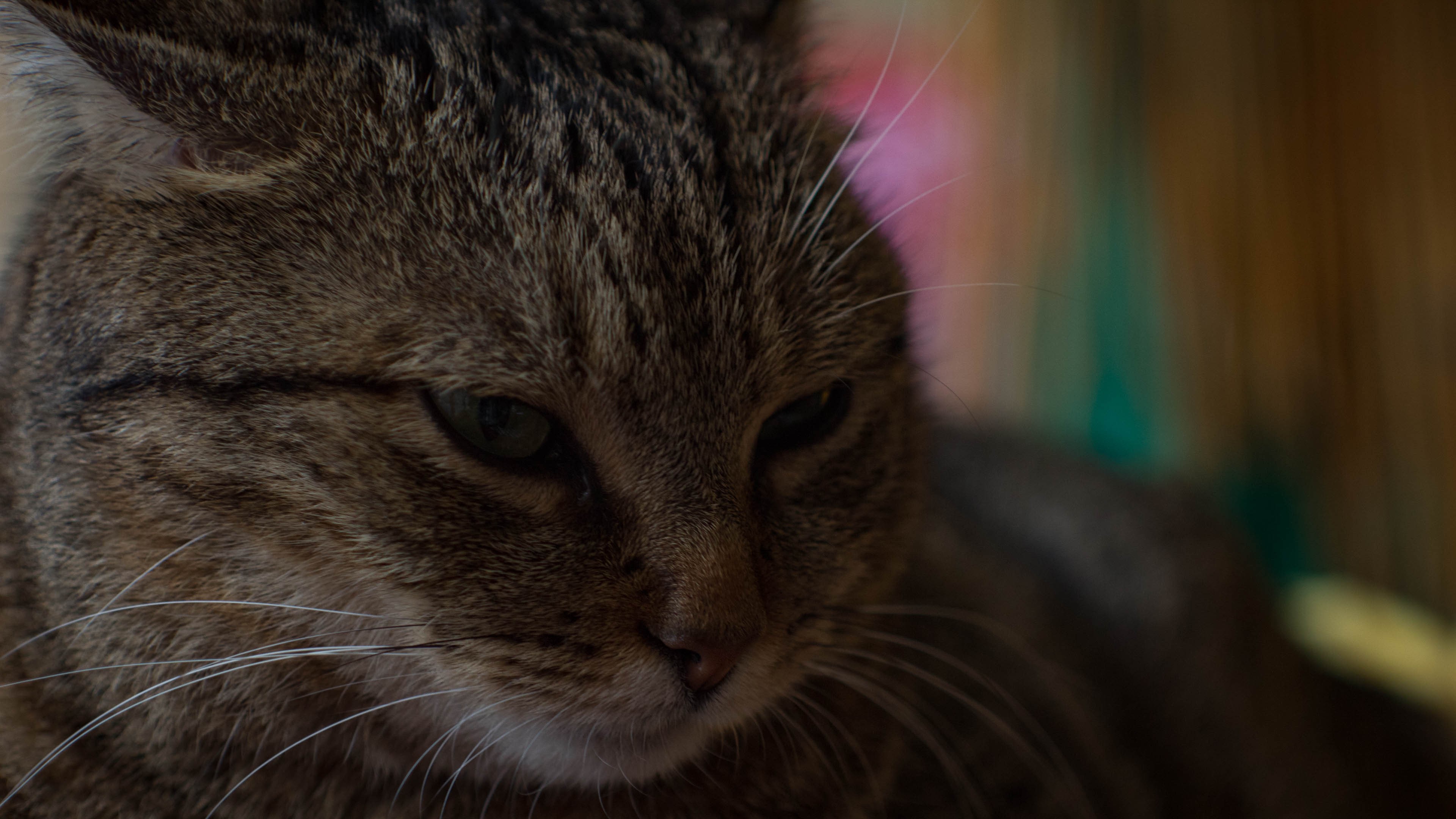 animals, cats, Canon, HD Wallpaper