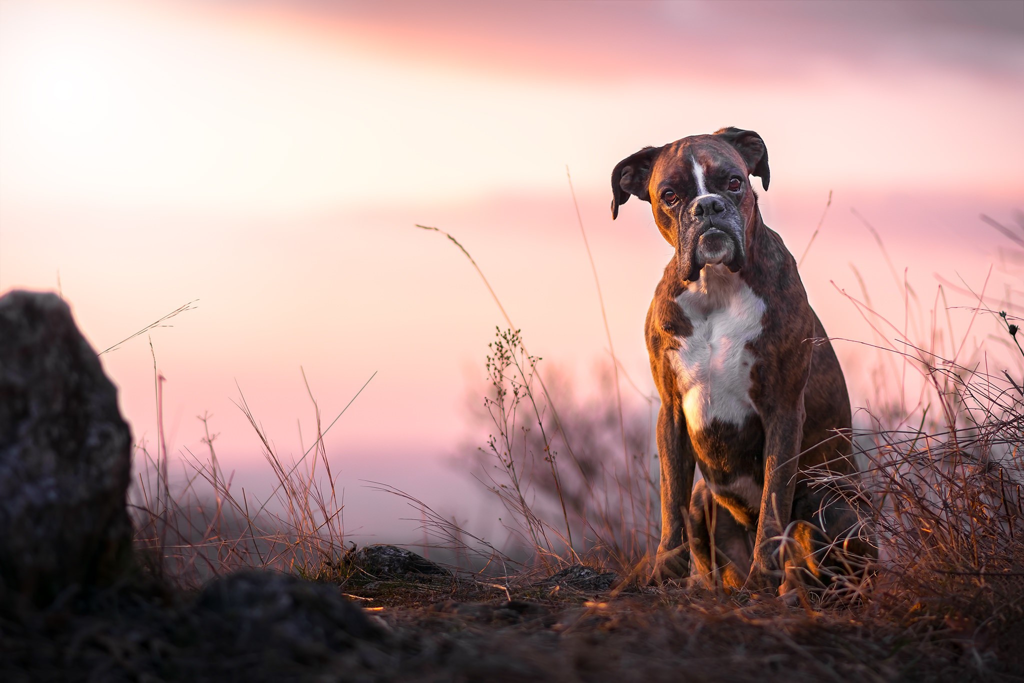 dog, animals, outdoors, stones, HD Wallpaper